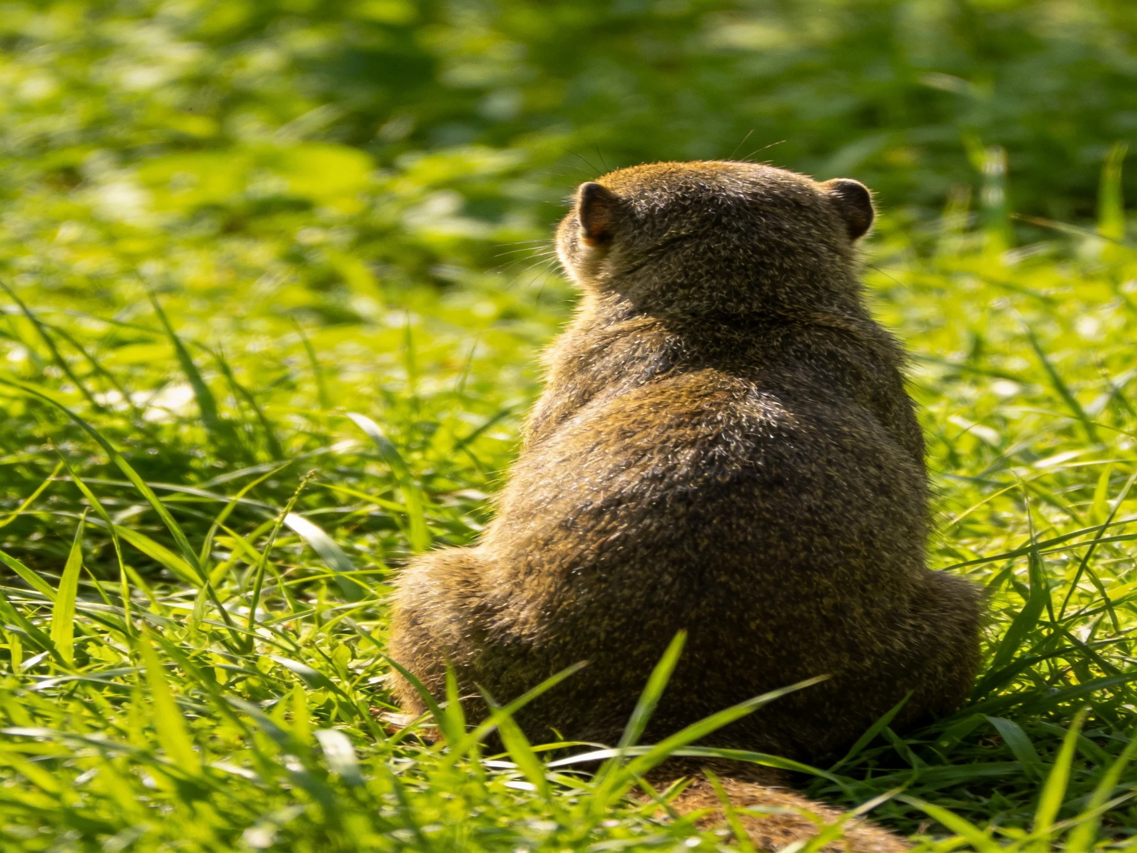 A brown rodent sits amid tall green grass in a sunlit outdoor setting.