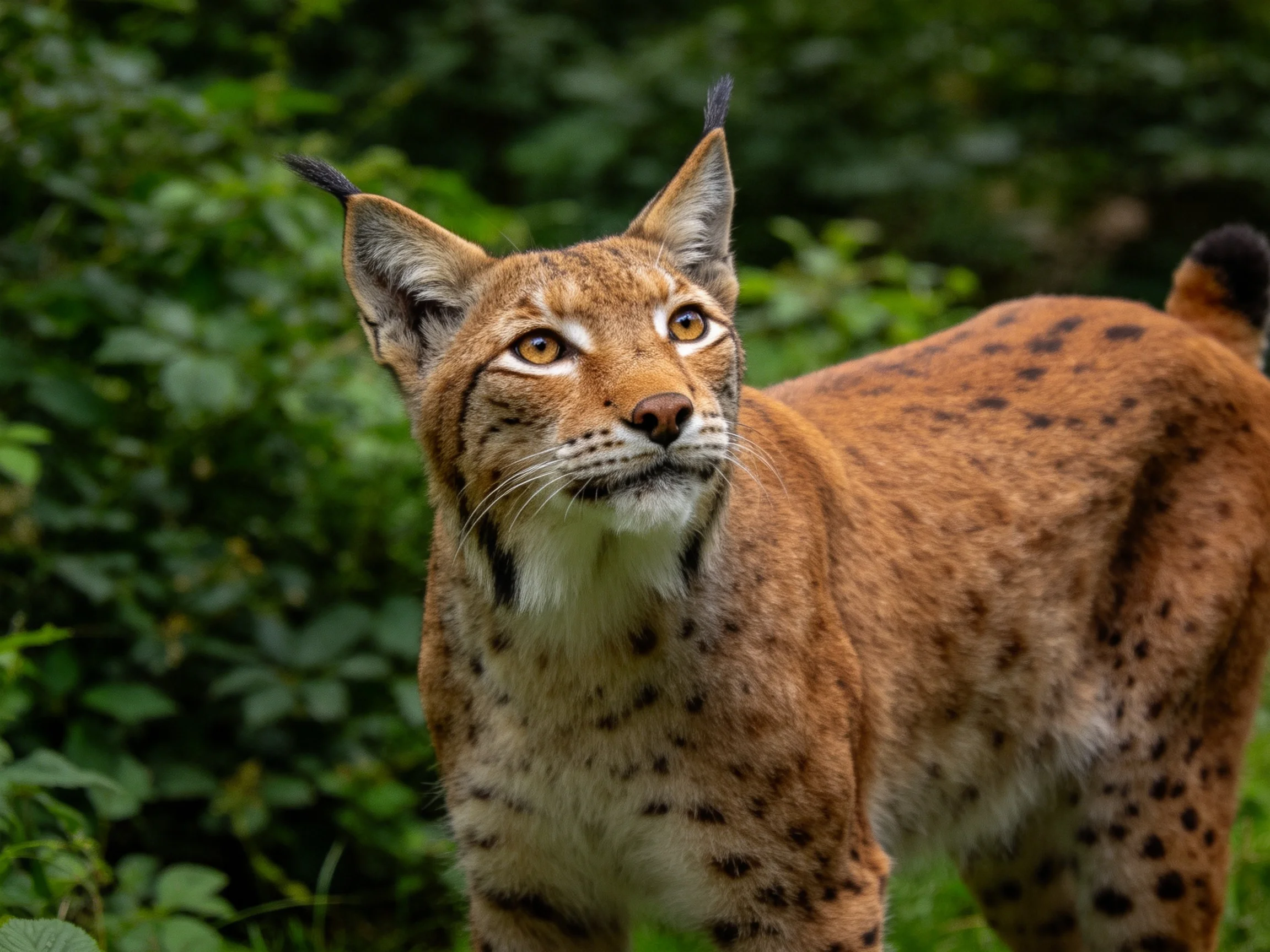 A brown-spotted lynx is surrounded by dense green foliage.