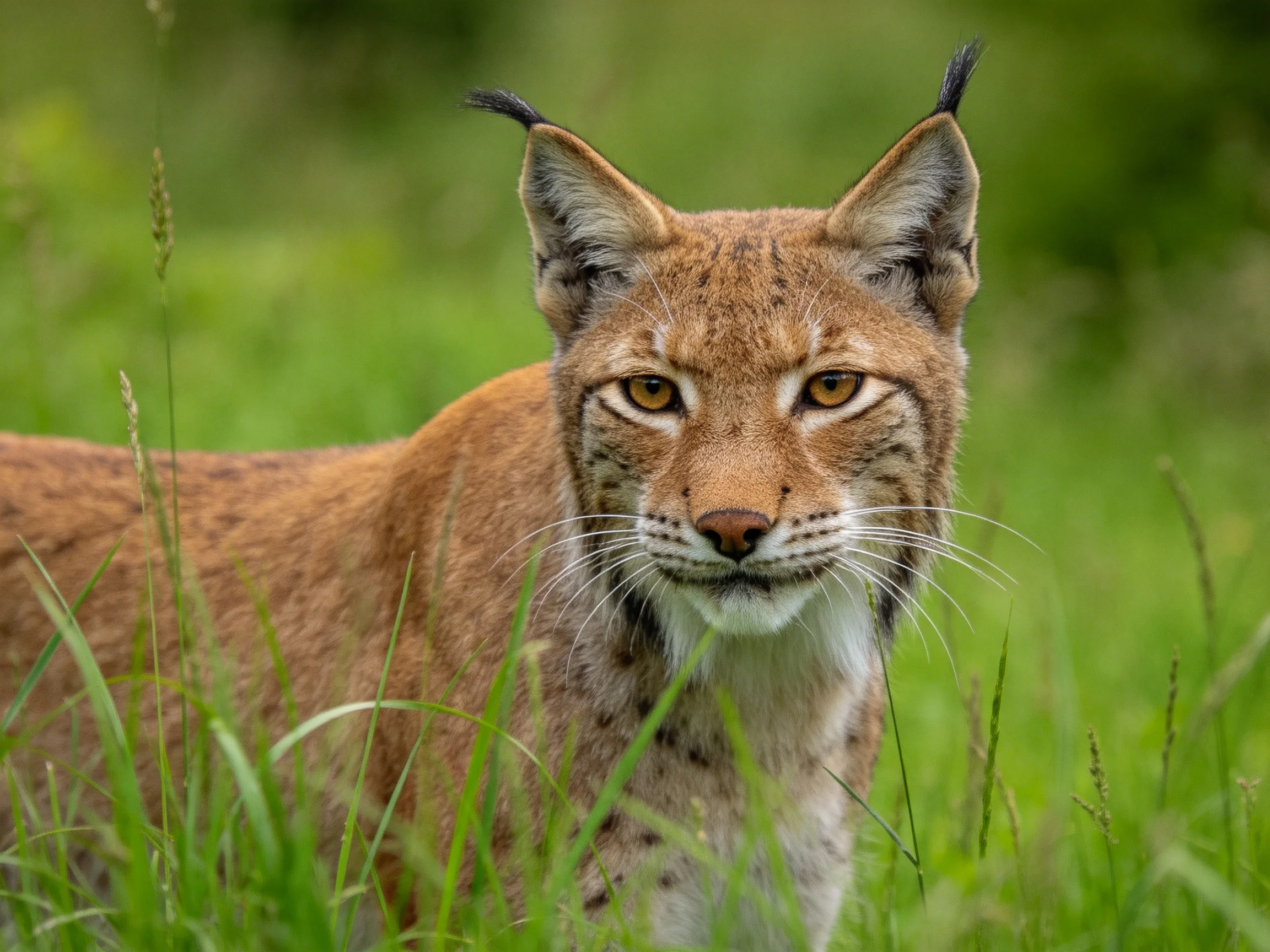A brown-spotted lynx is nestled within tall green grass.
