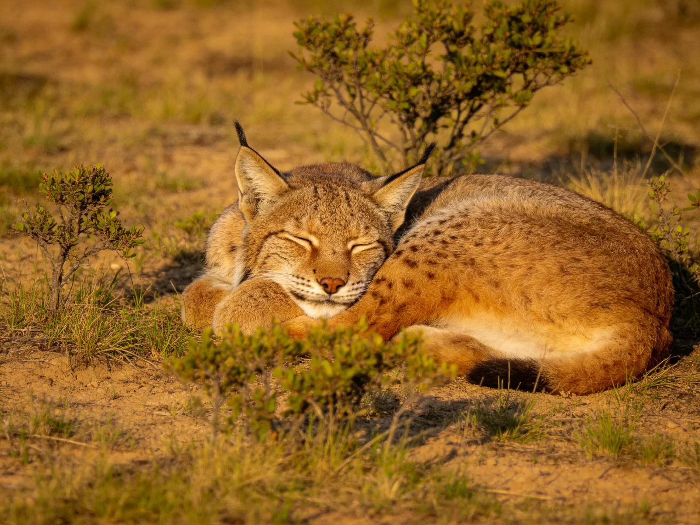A brown-spotted wildcat rests among shrubs on sandy land