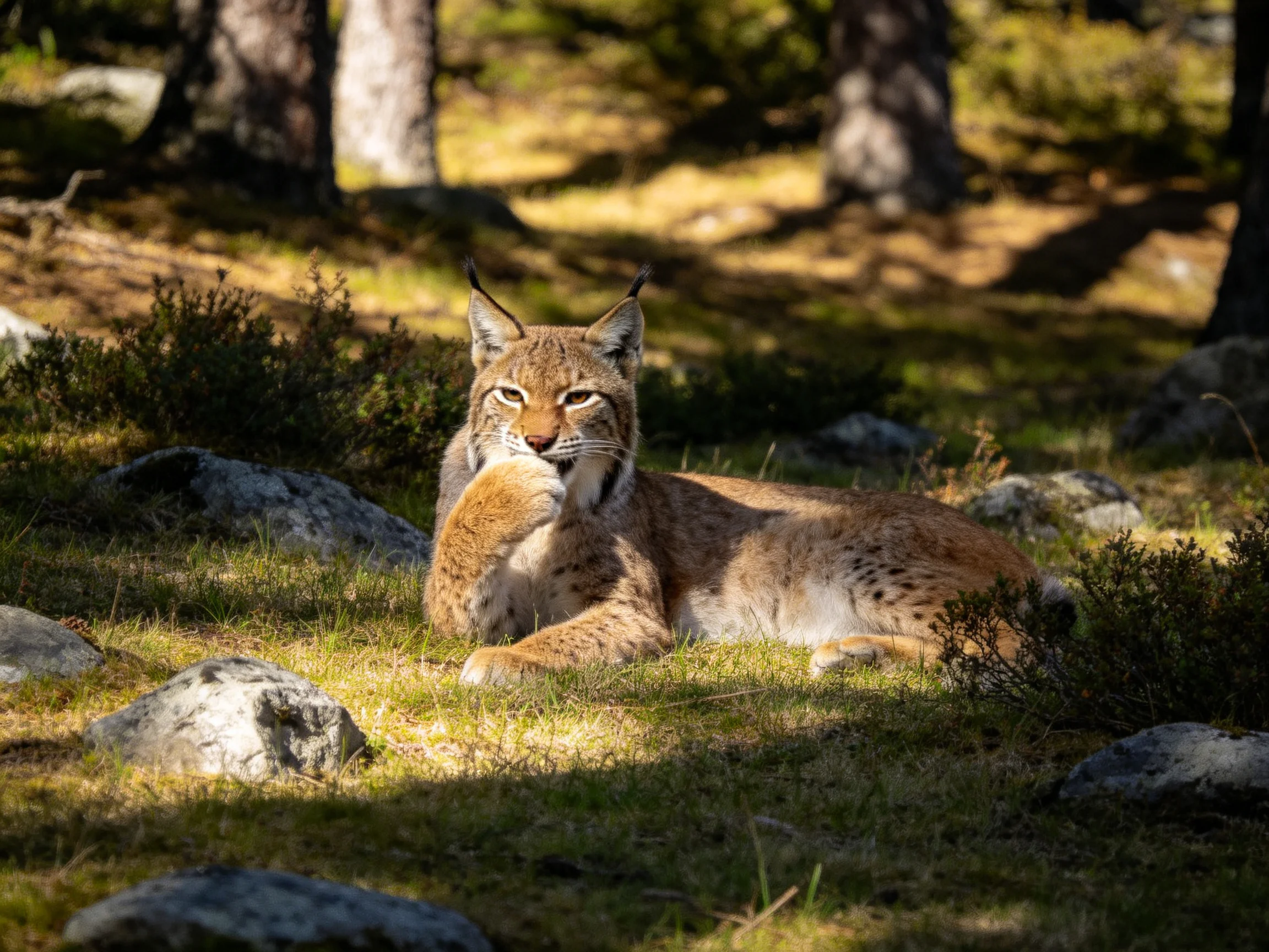 A brown-spotted wildcat lies among rocks and trees in a sunlit forest.