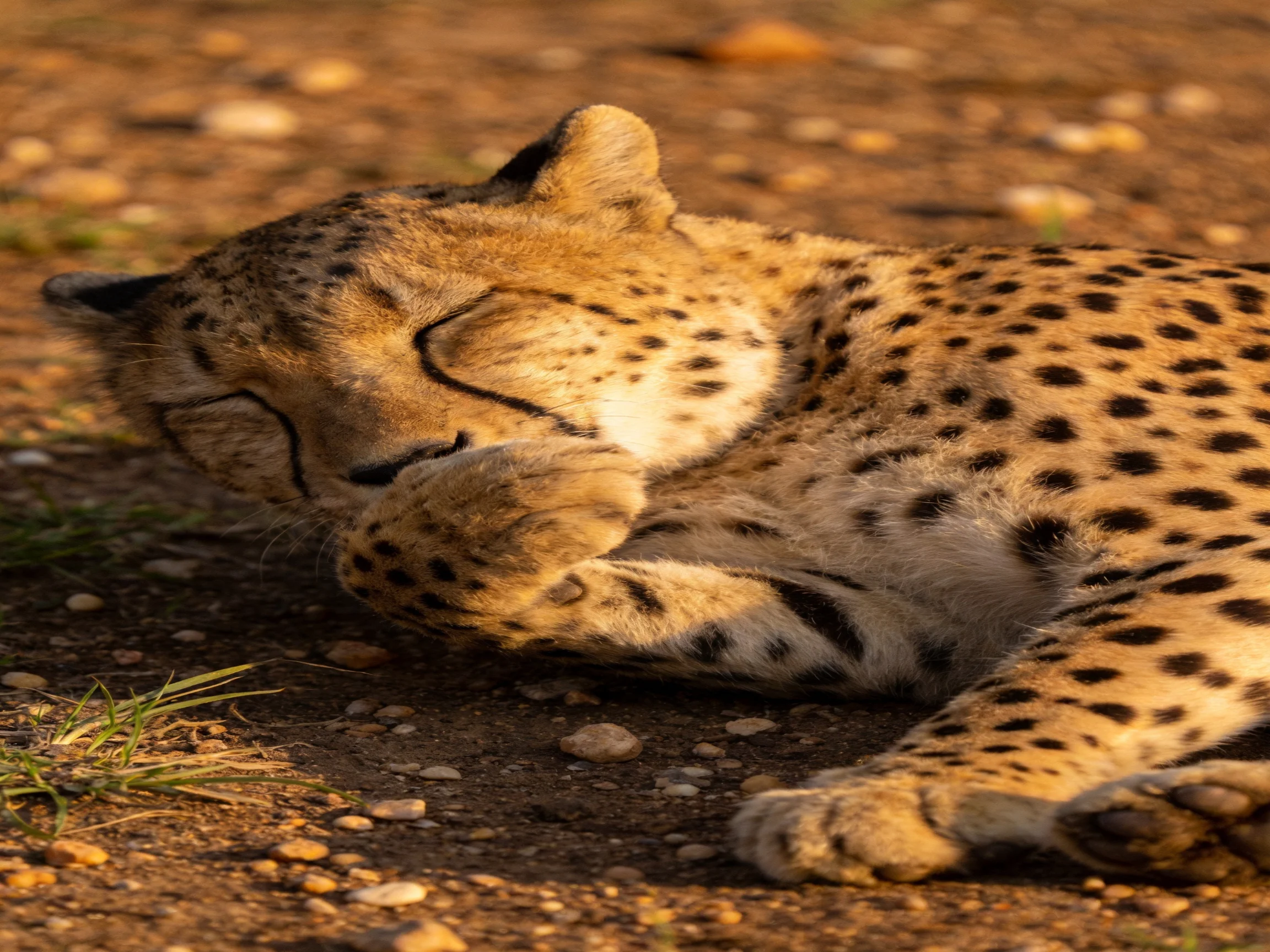 A cheetah cub sleeps on a sunlit dirt area with small rocks.
