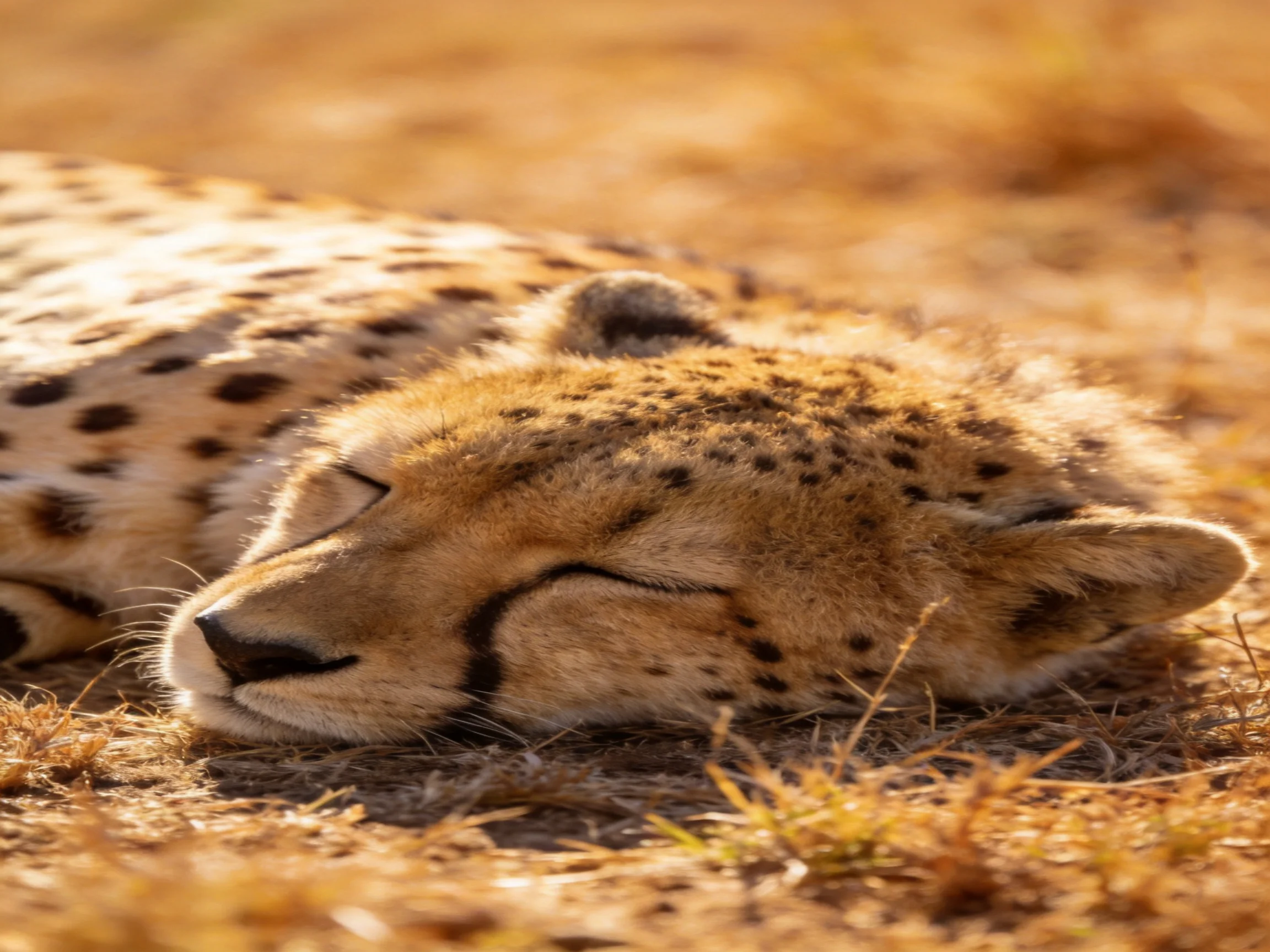 A cheetah cub rests on sun-drenched savannah grass