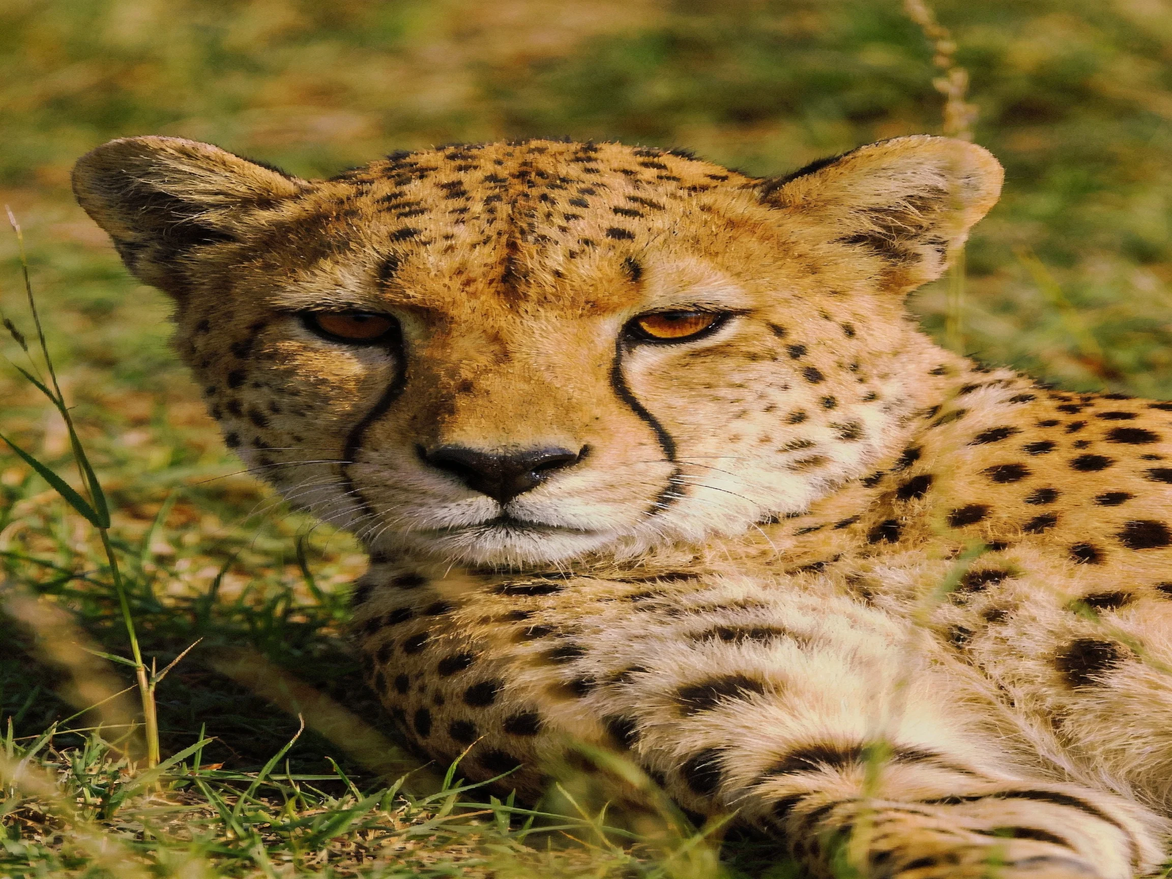 A cheetah resting in tall green grass with distinct spotted fur