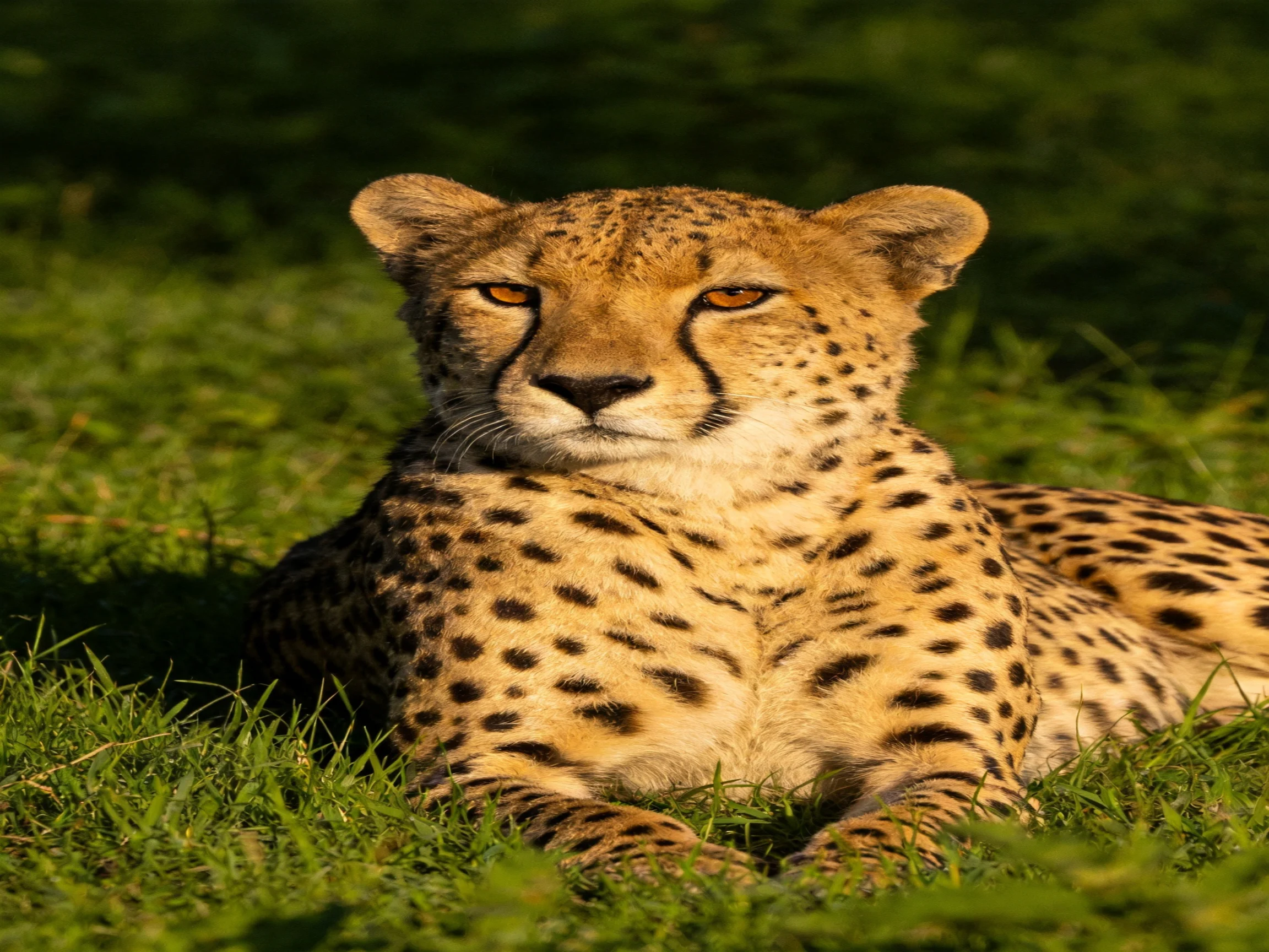 A cheetah rests in lush green grass with golden spotted fur