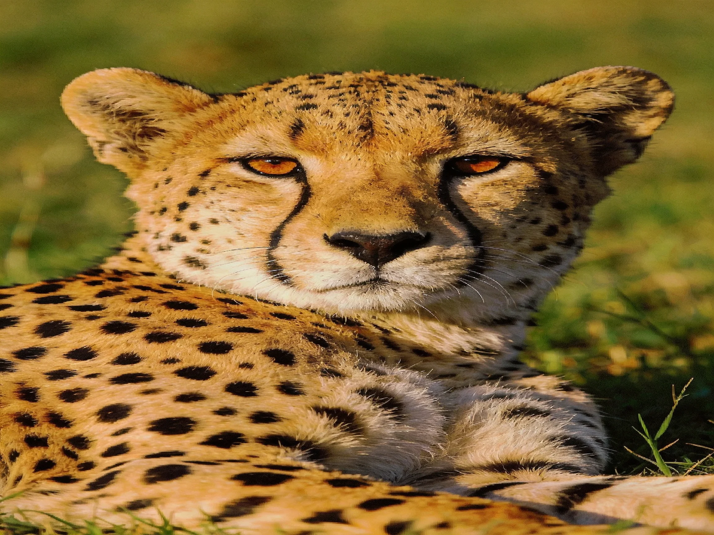 A cheetah rests in sunlit green grass with distinctive spotted fur