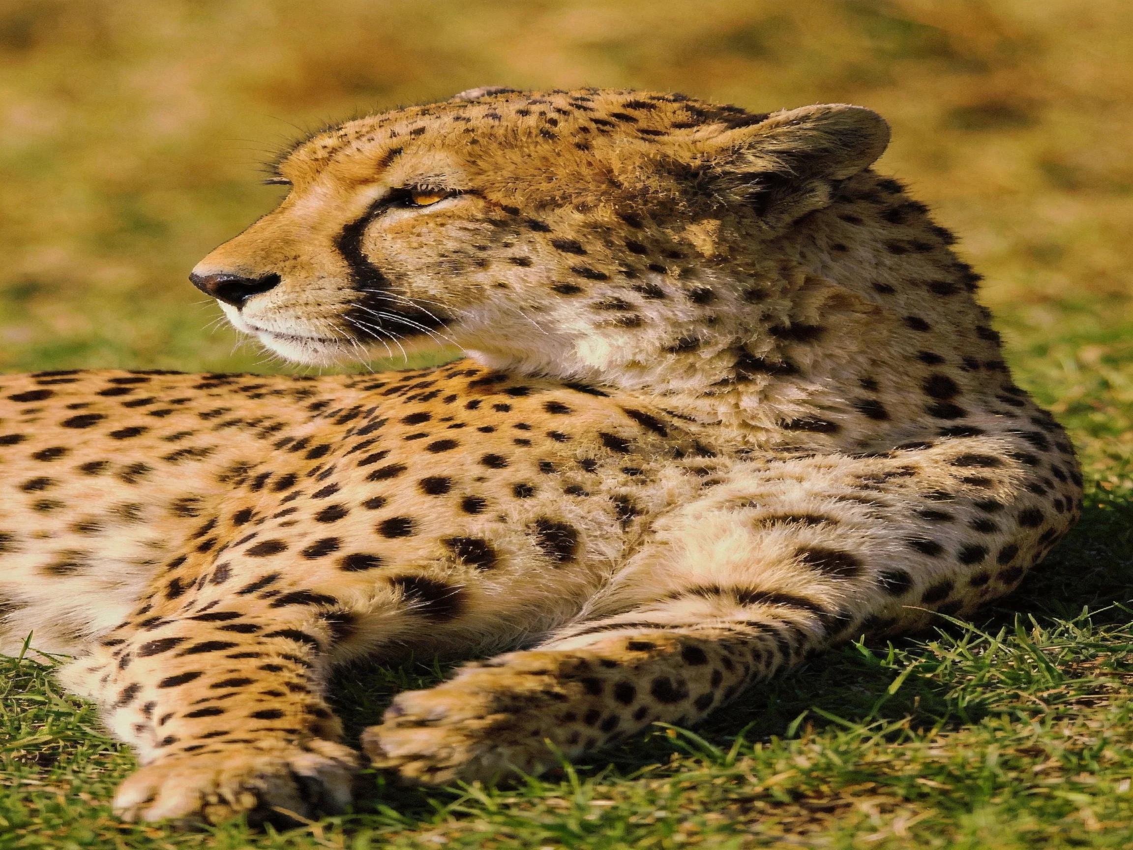 A cheetah relaxes on grass, showcasing its spotted coat.