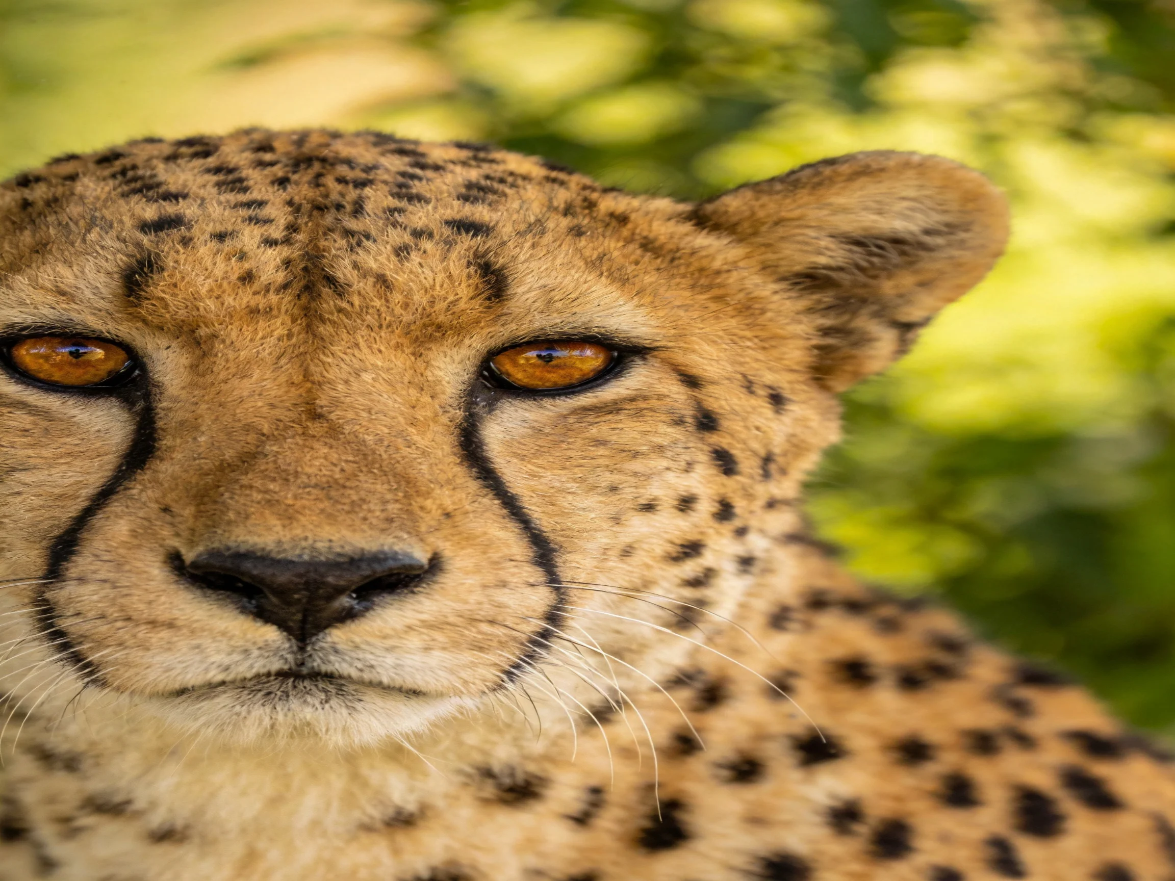 A cheetah with amber eyes and spotted fur in nature