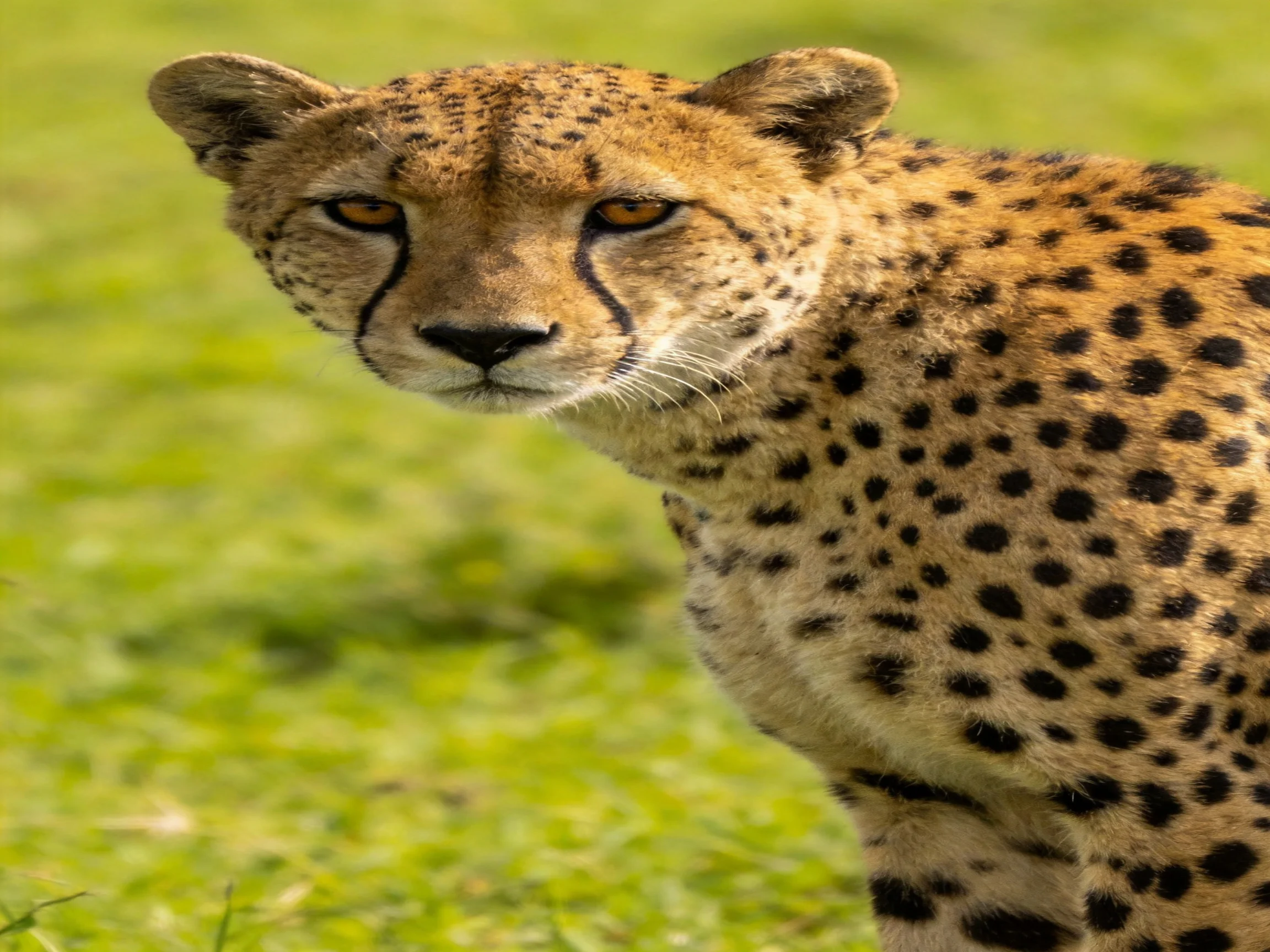 A cheetah with spotted fur stands among green grass.
