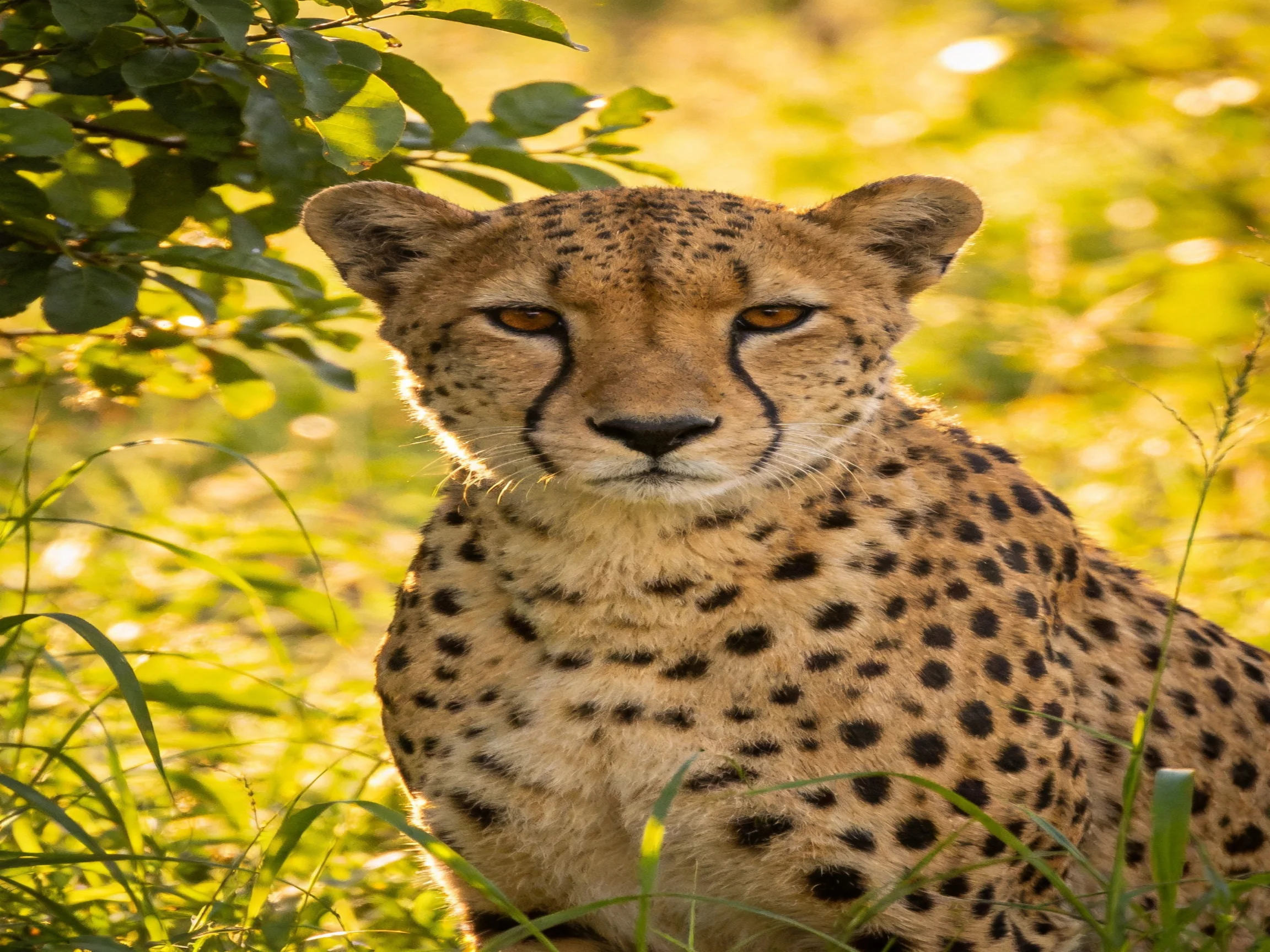 A cheetah with black spots rests amid green foliage under golden light
