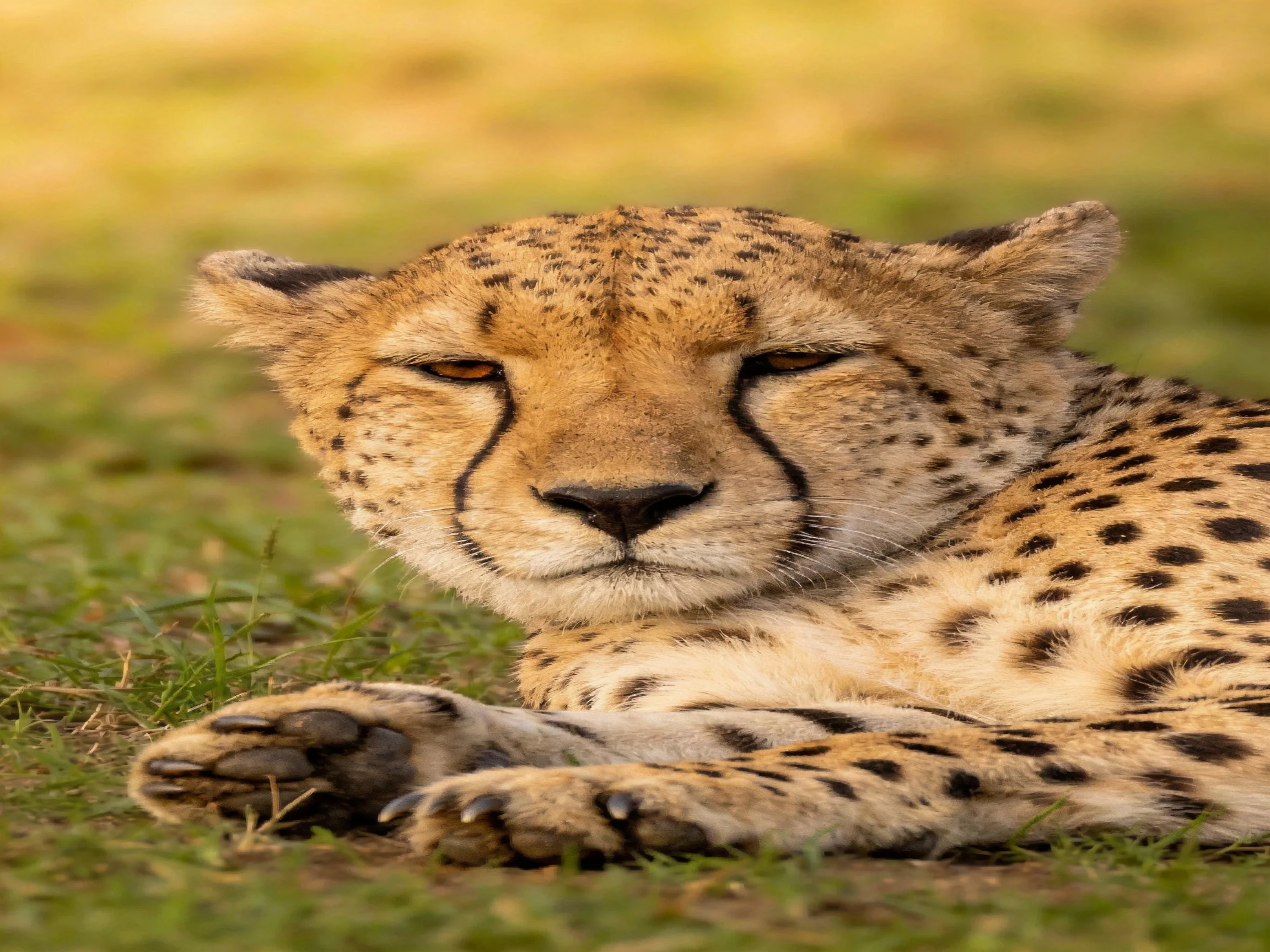 A cheetah with black spots rests on green grass in soft golden light