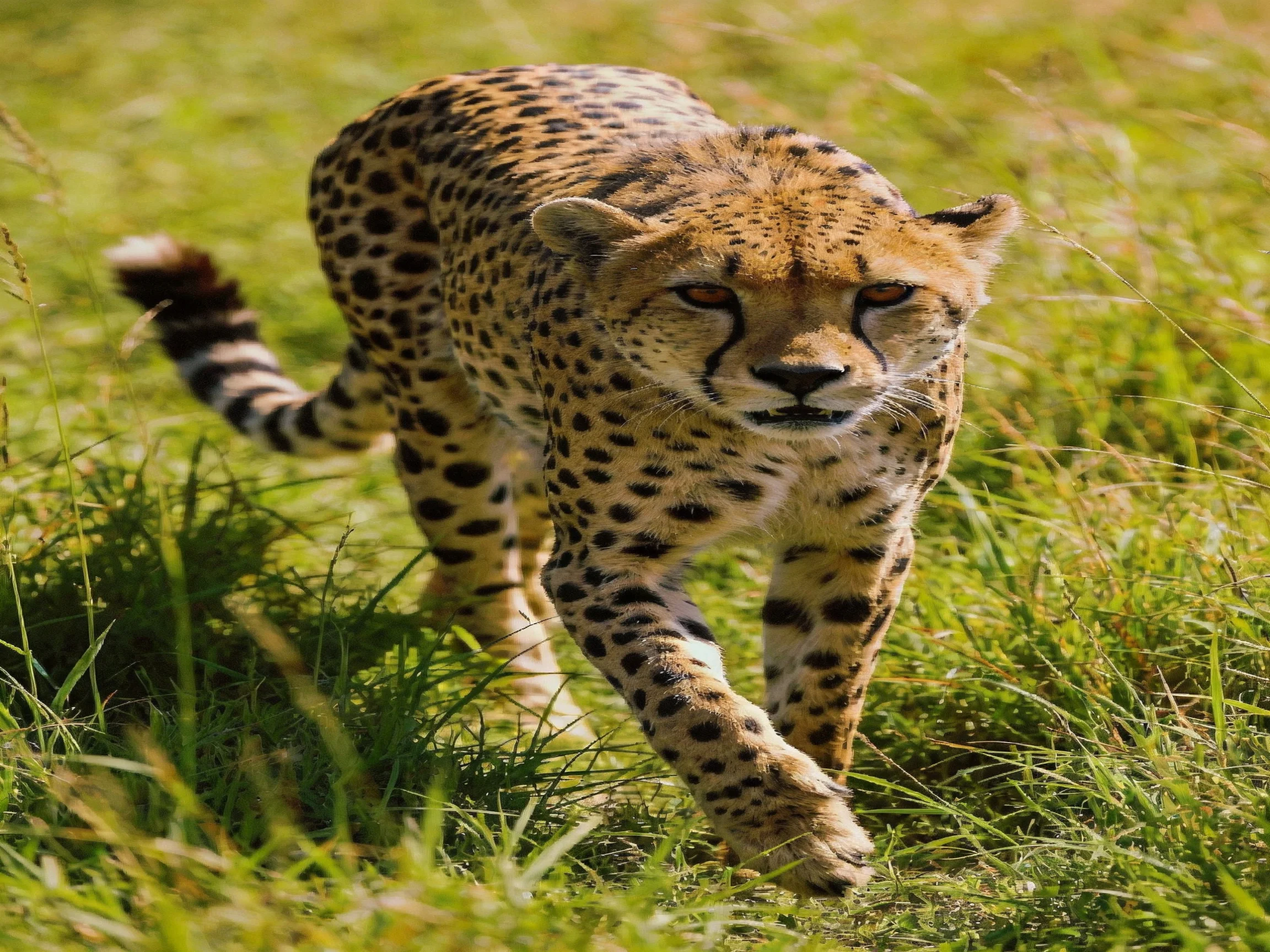 A cheetah with black spots roams through tall green grasslands.