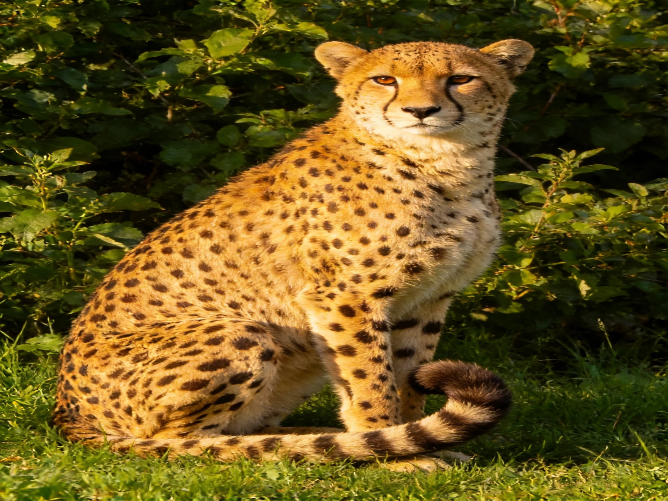A cheetah with spotted fur sits calmly among greenery.
