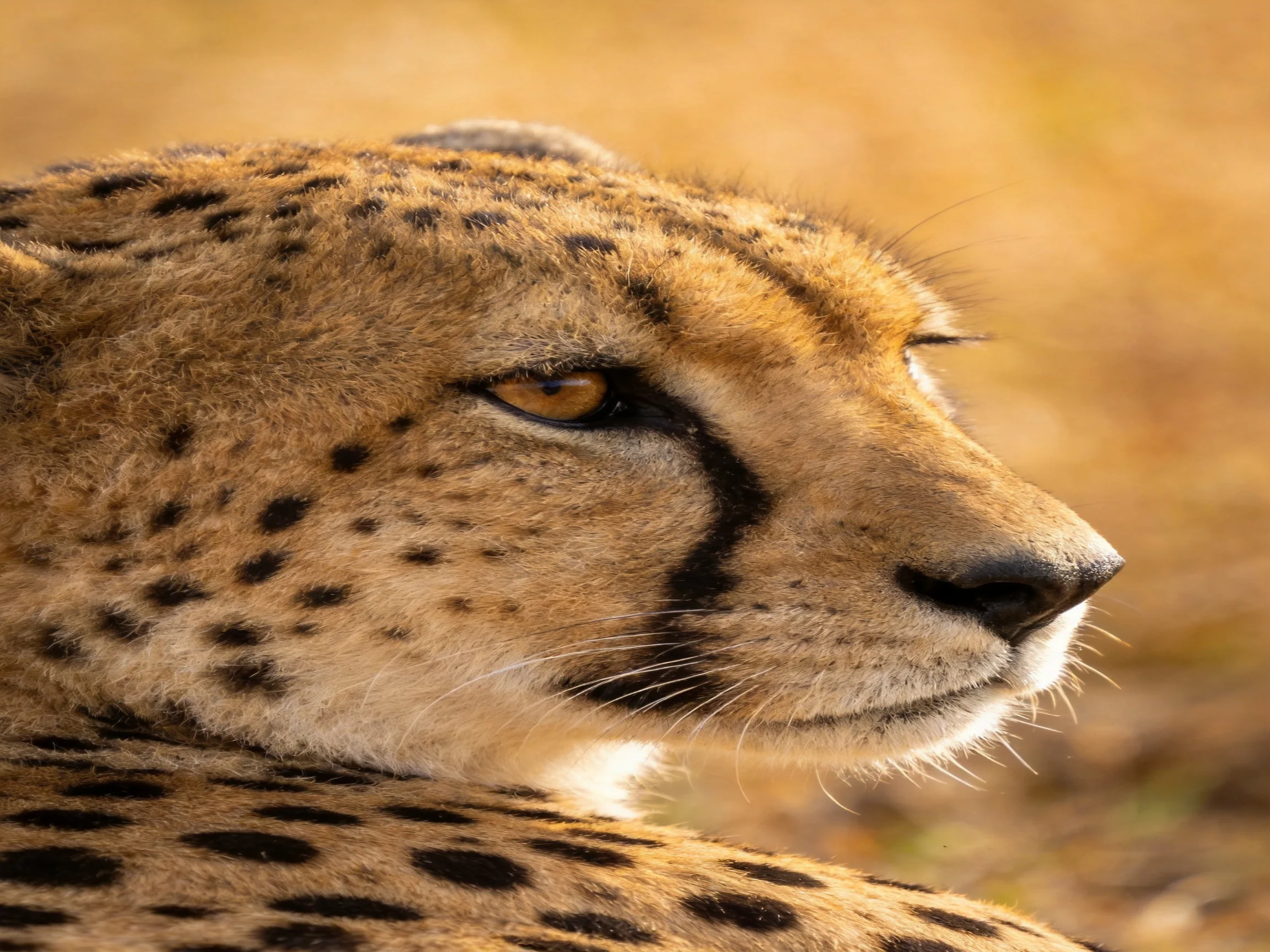 A cheetah with golden fur and black spots rests in a blurred natural environment.