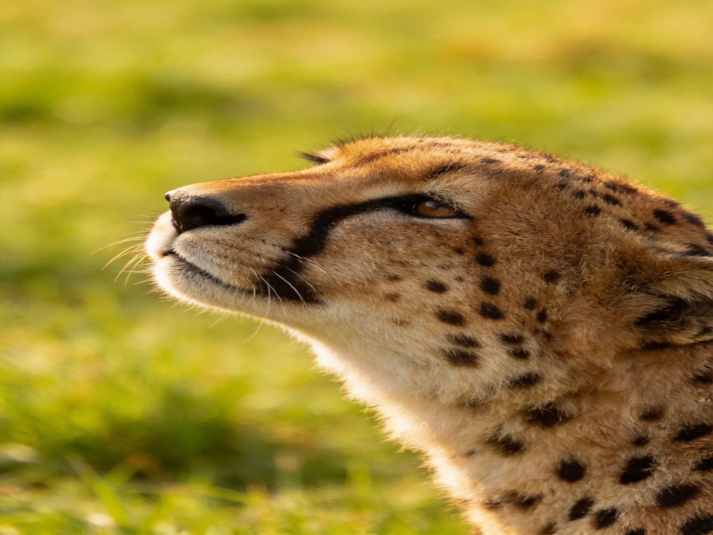 A cheetah gazes upward in a sunlit natural setting.