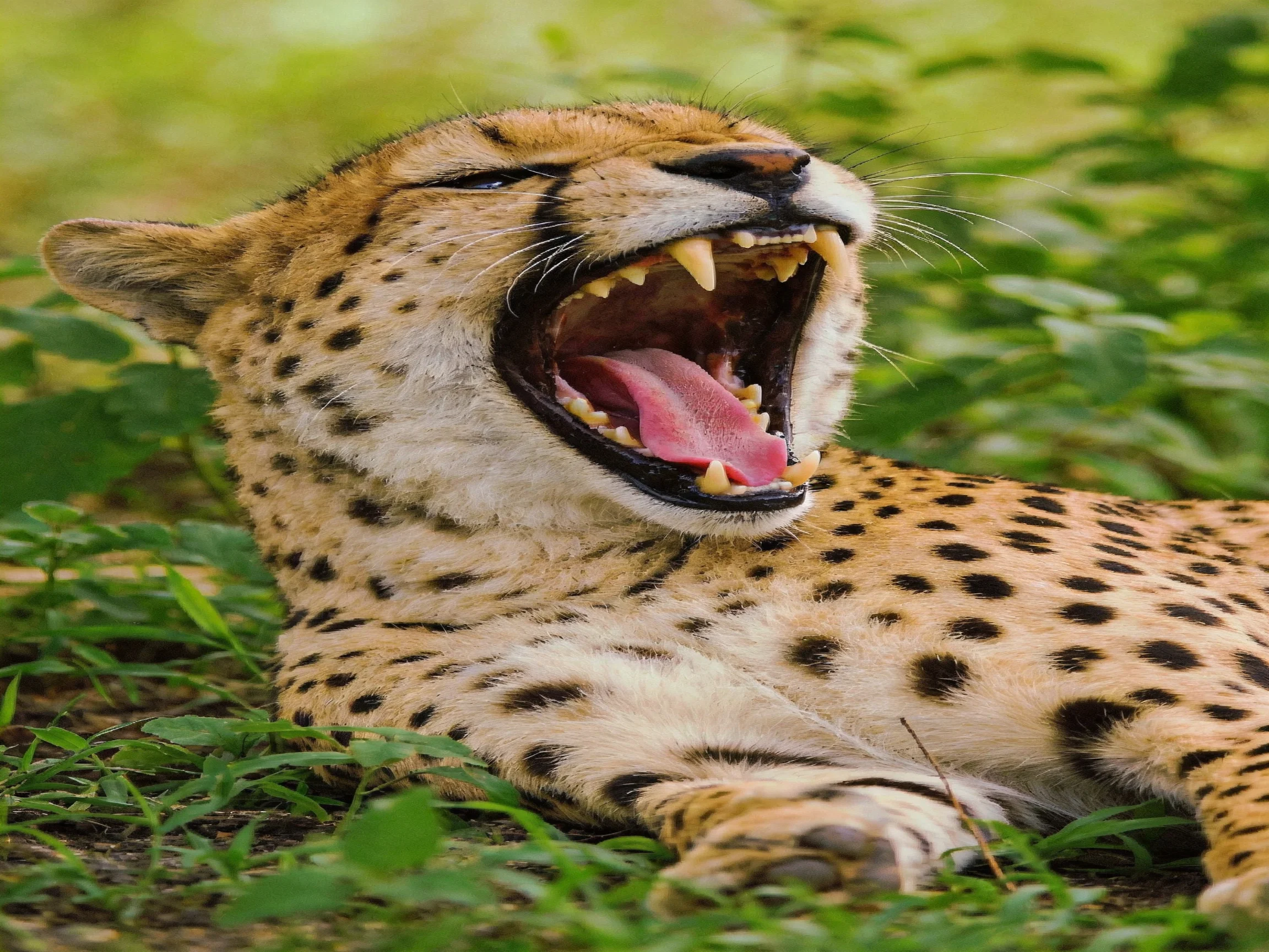 A cheetah yawns widely amid lush green foliage