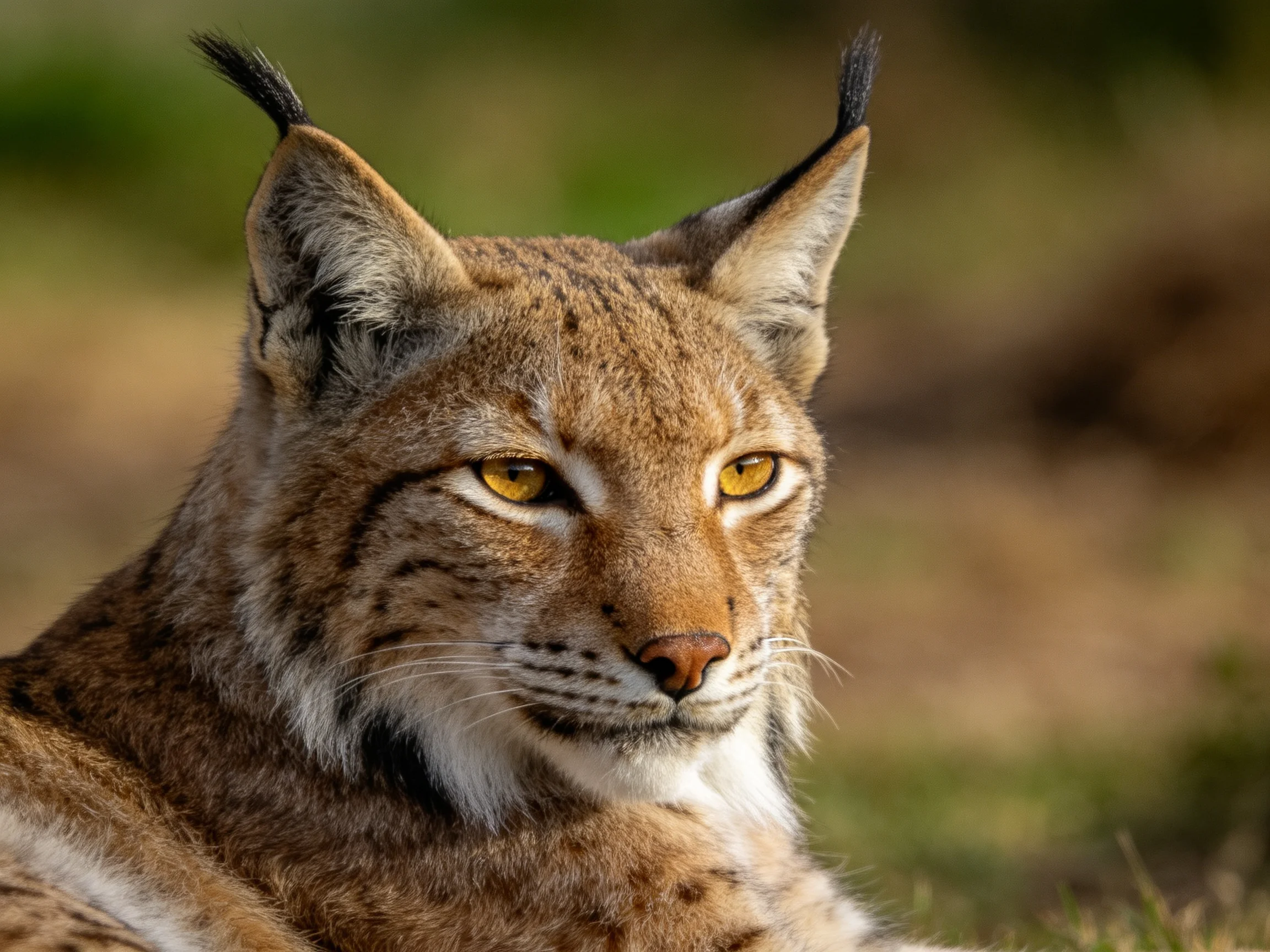 A lynx with golden eyes rests in a natural outdoor environment.