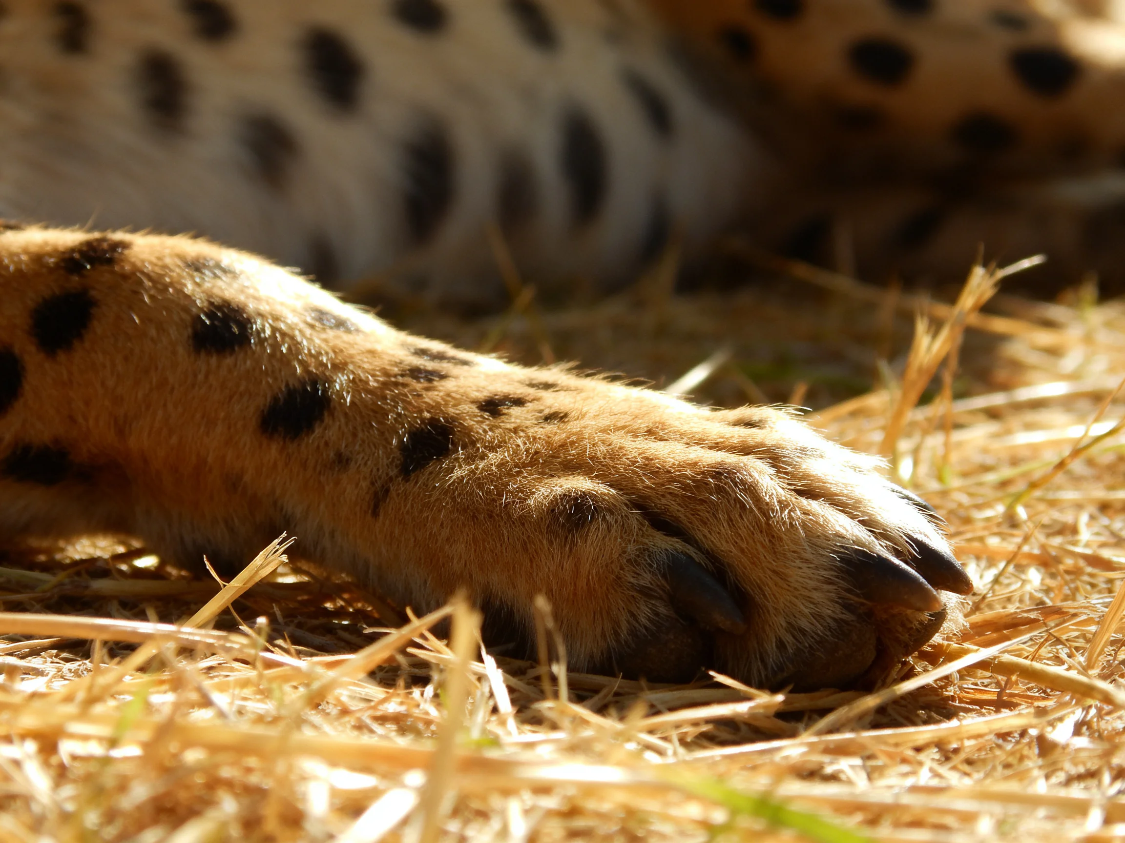 A close - up of a spotted animals paw on golden straw