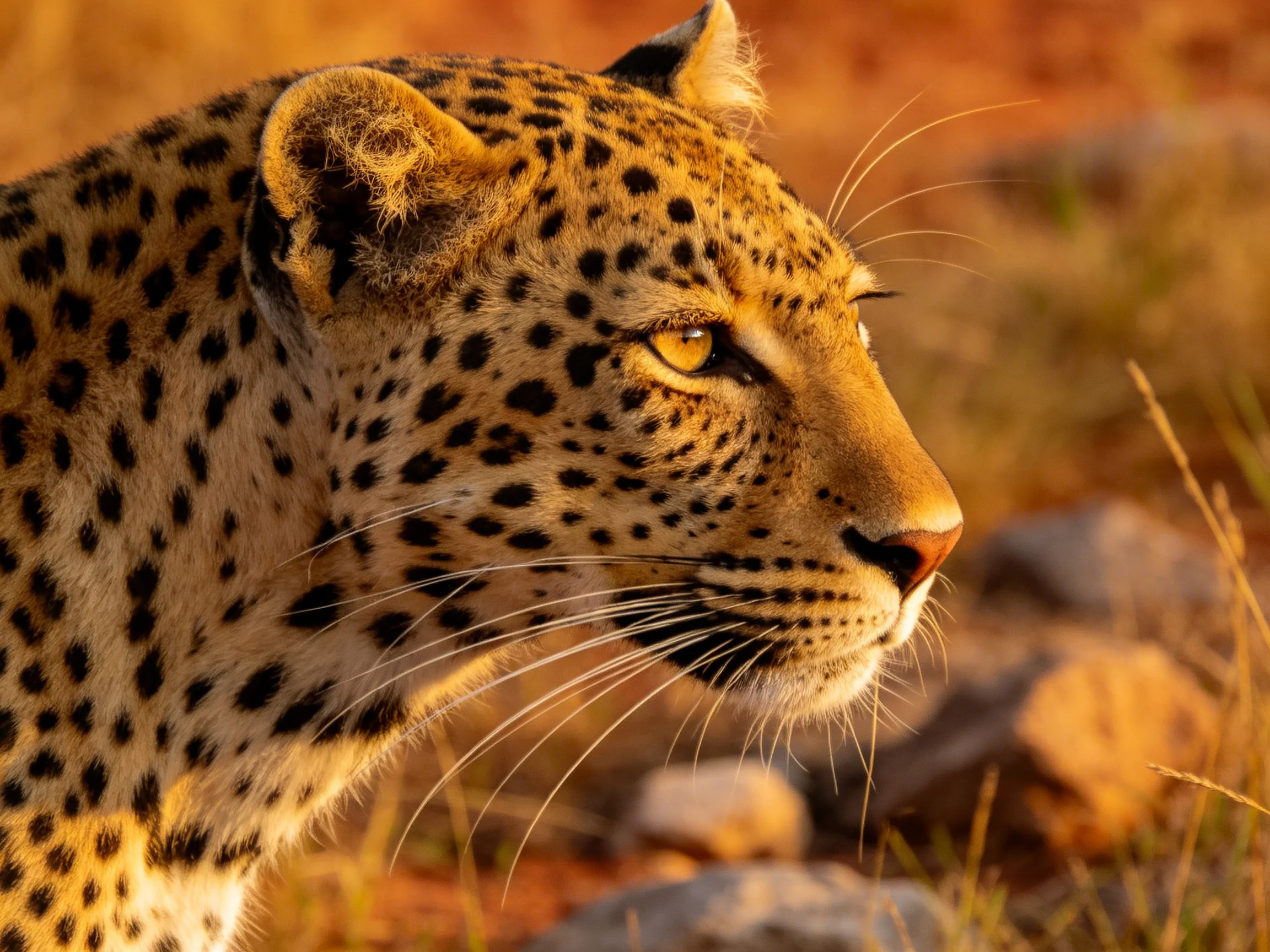 A close - up of a spotted leopard in warm savannah light