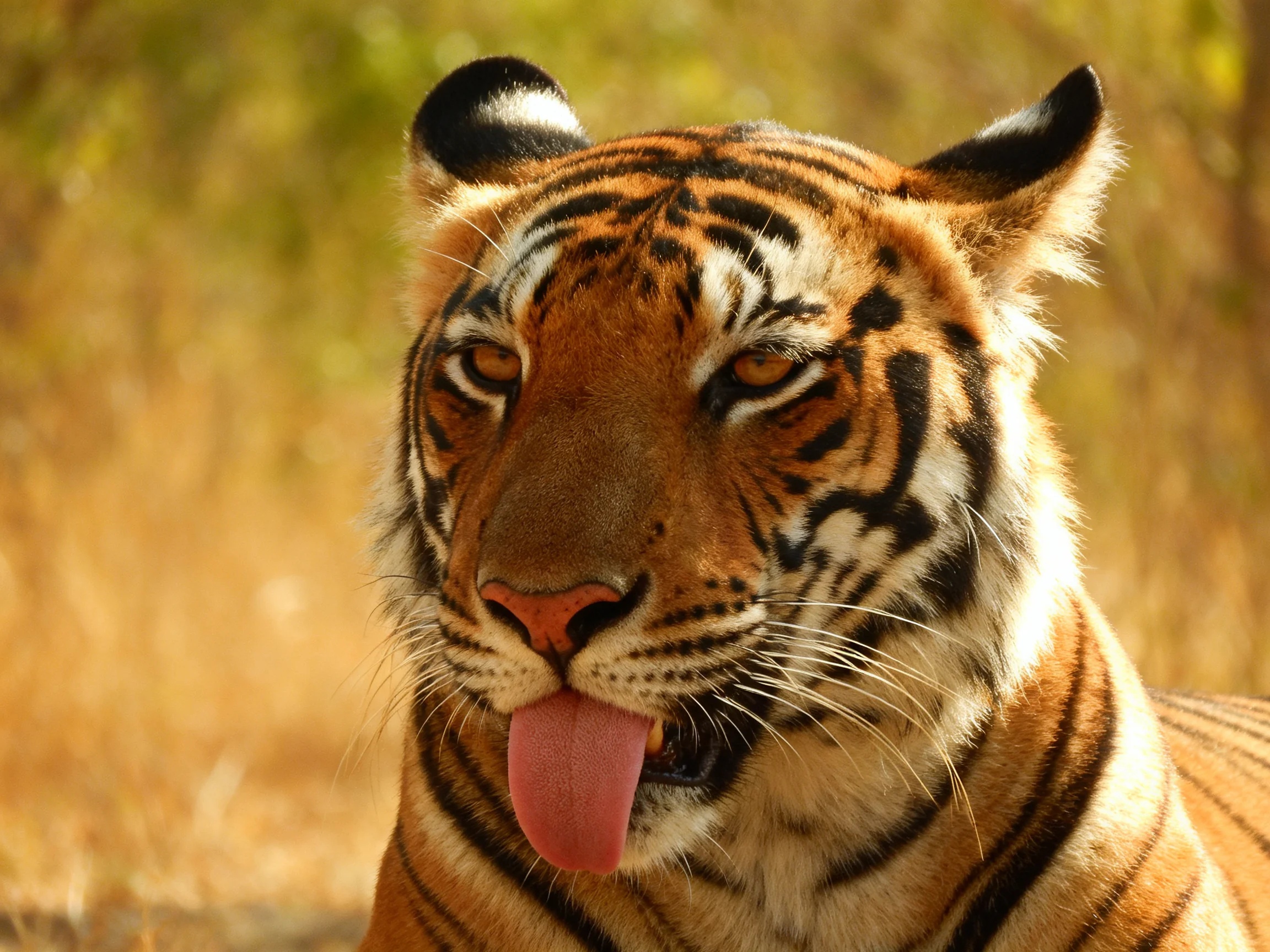 A tiger with bold black stripes is shown in a sunlit natural setting.