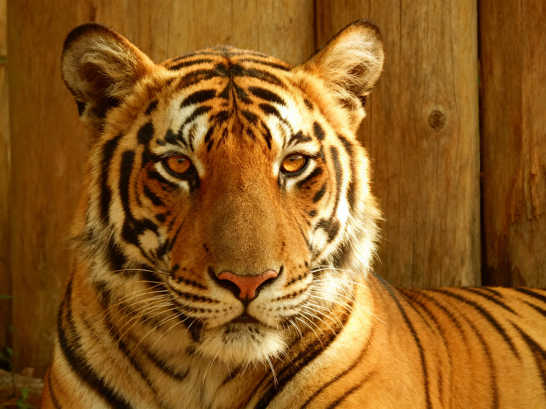 A close - up of an orange tiger with black stripes near wooden walls.