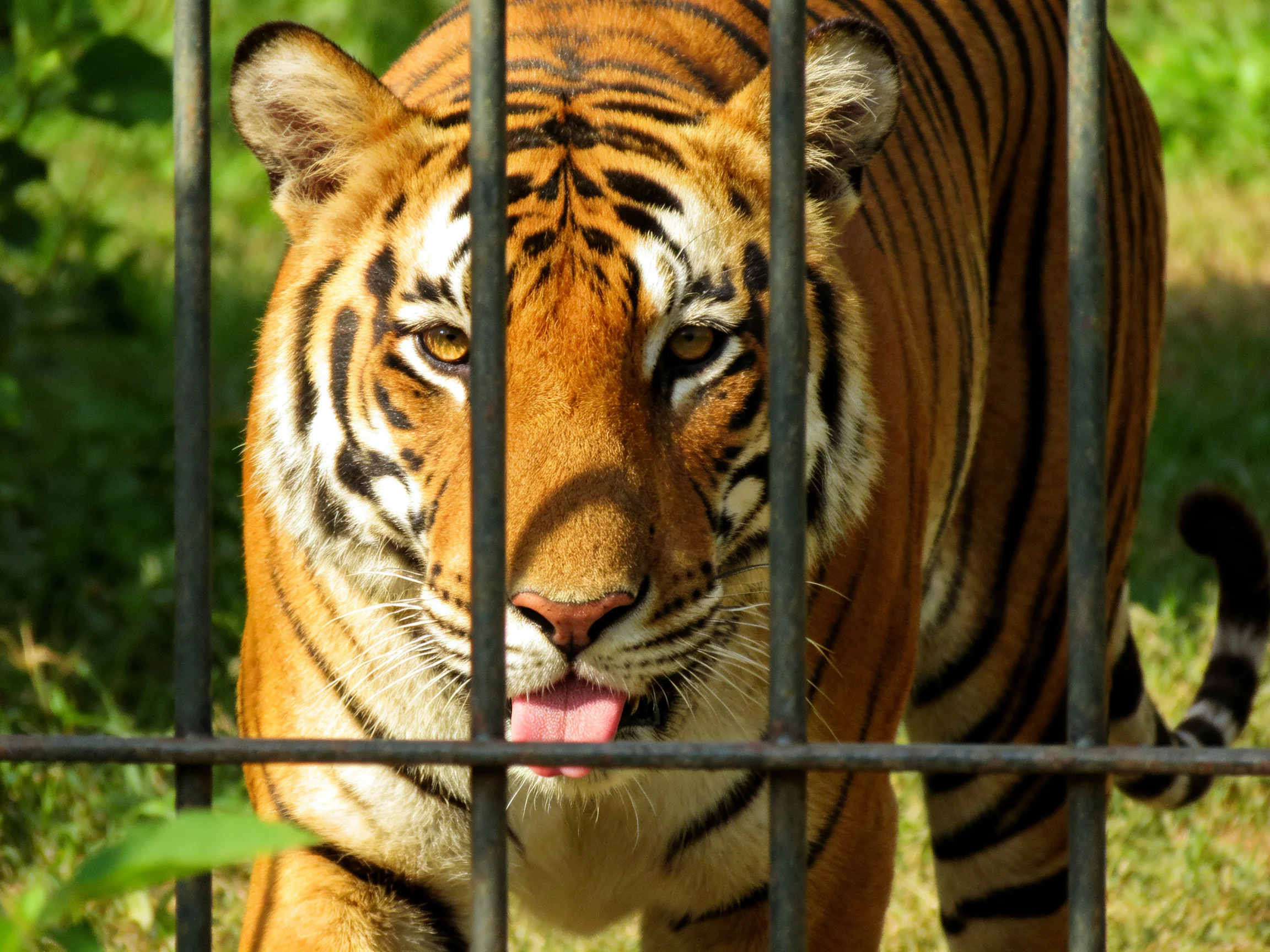 An orange - striped tiger stands behind metal bars in a green outdoor enclosure.
