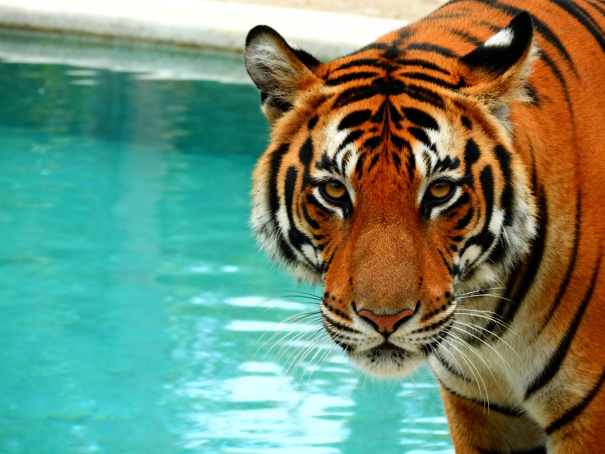 An orange tiger with black stripes is near clear turquoise water.