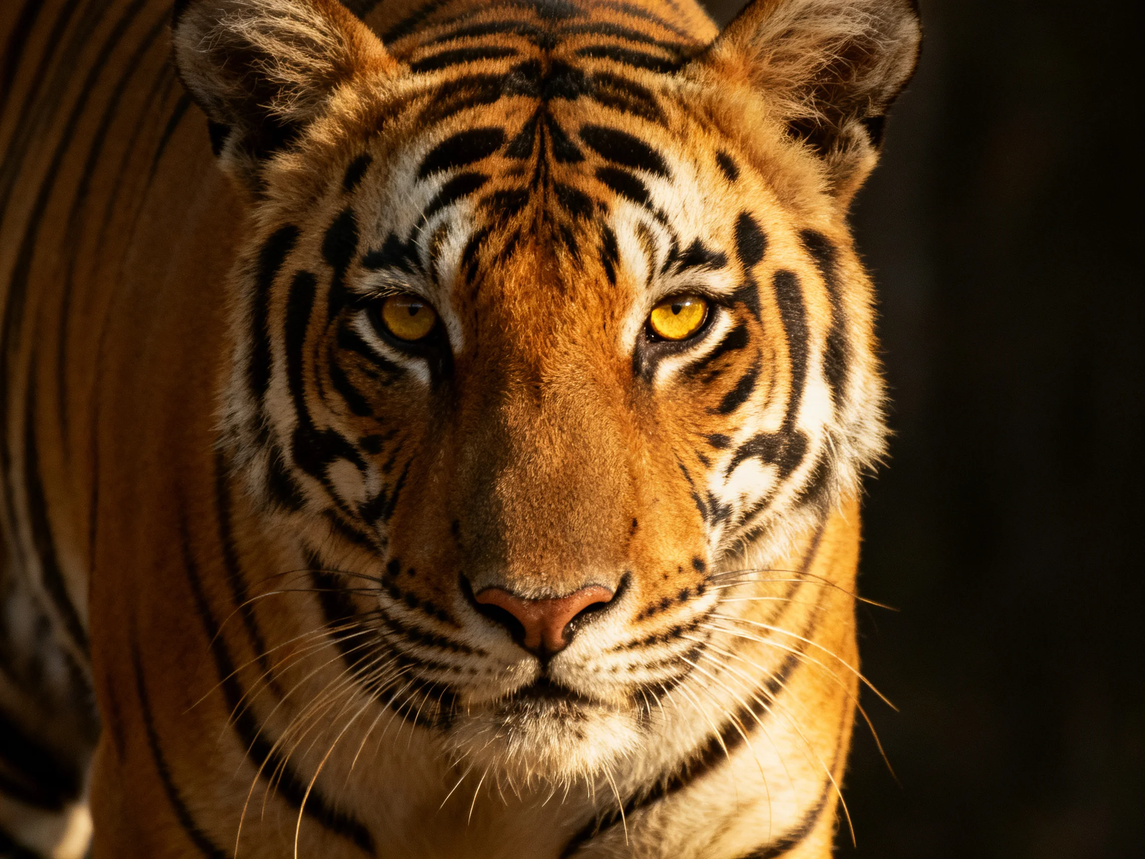 A close - up of a tiger showcasing its vibrant orange fur and bold black stripes.