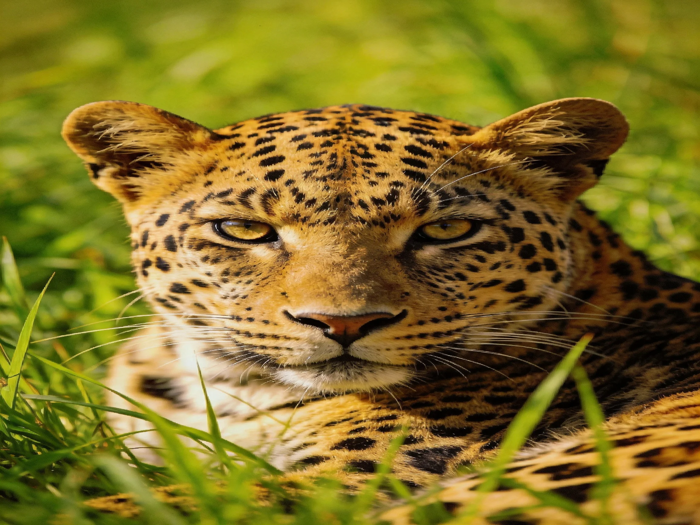 A leopard rests among tall green grass, displaying its spotted coat.