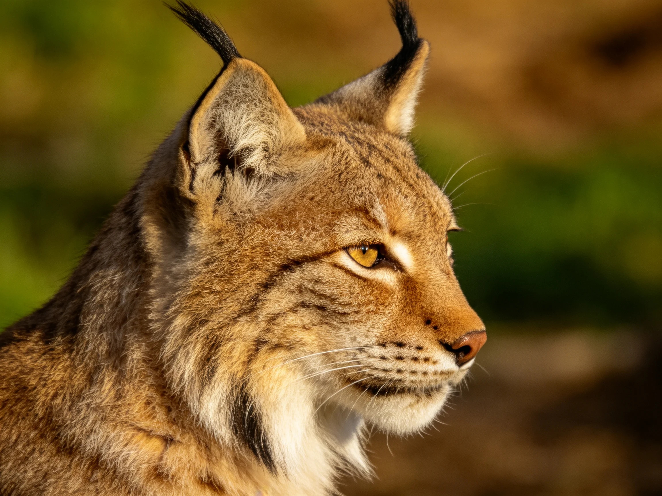 A lynx with tawny fur and dark ear tufts is shown in profile against a blurred natural backdrop.
