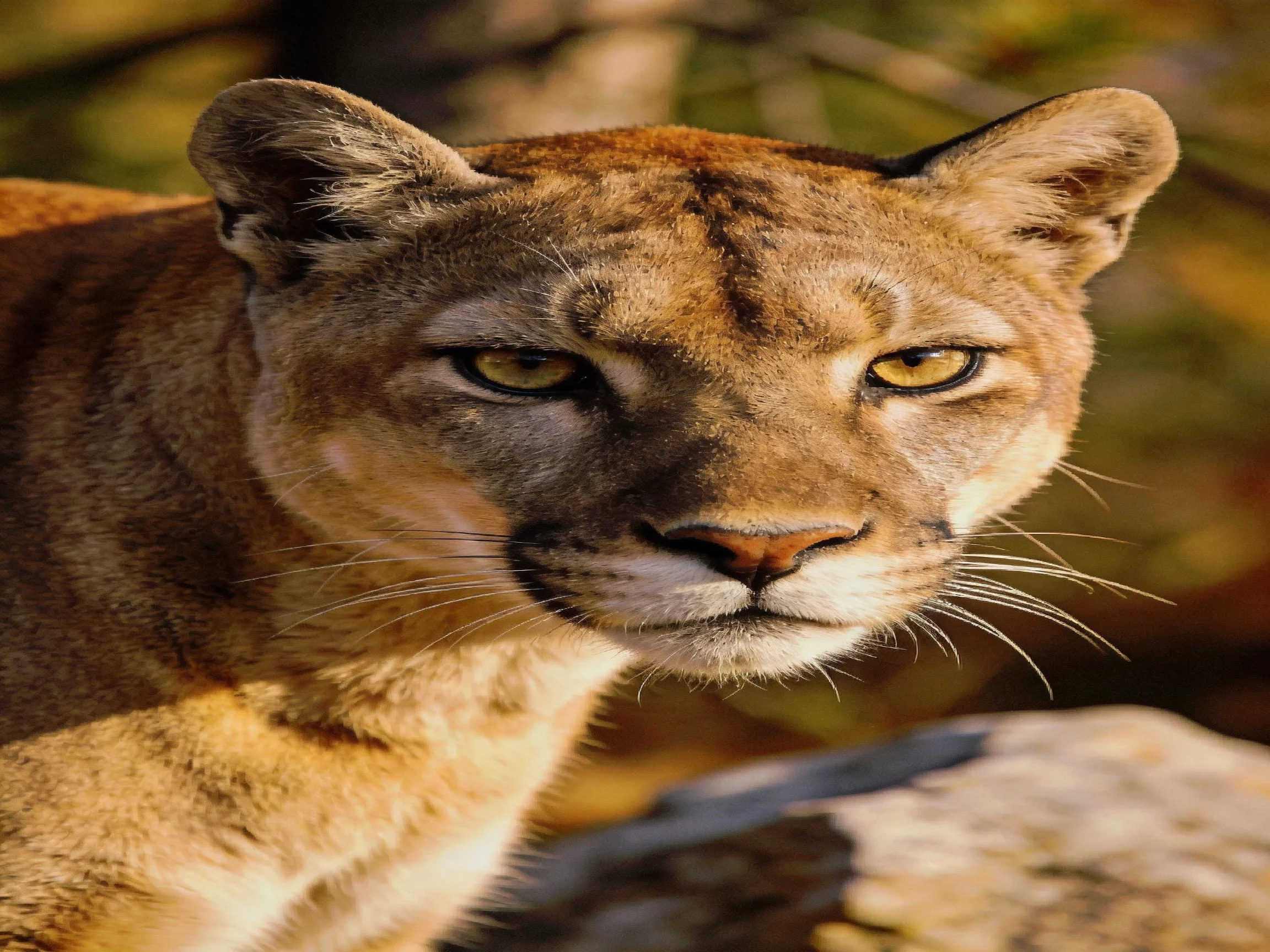 Close-up of a mountain lion with golden eyes in a natural setting