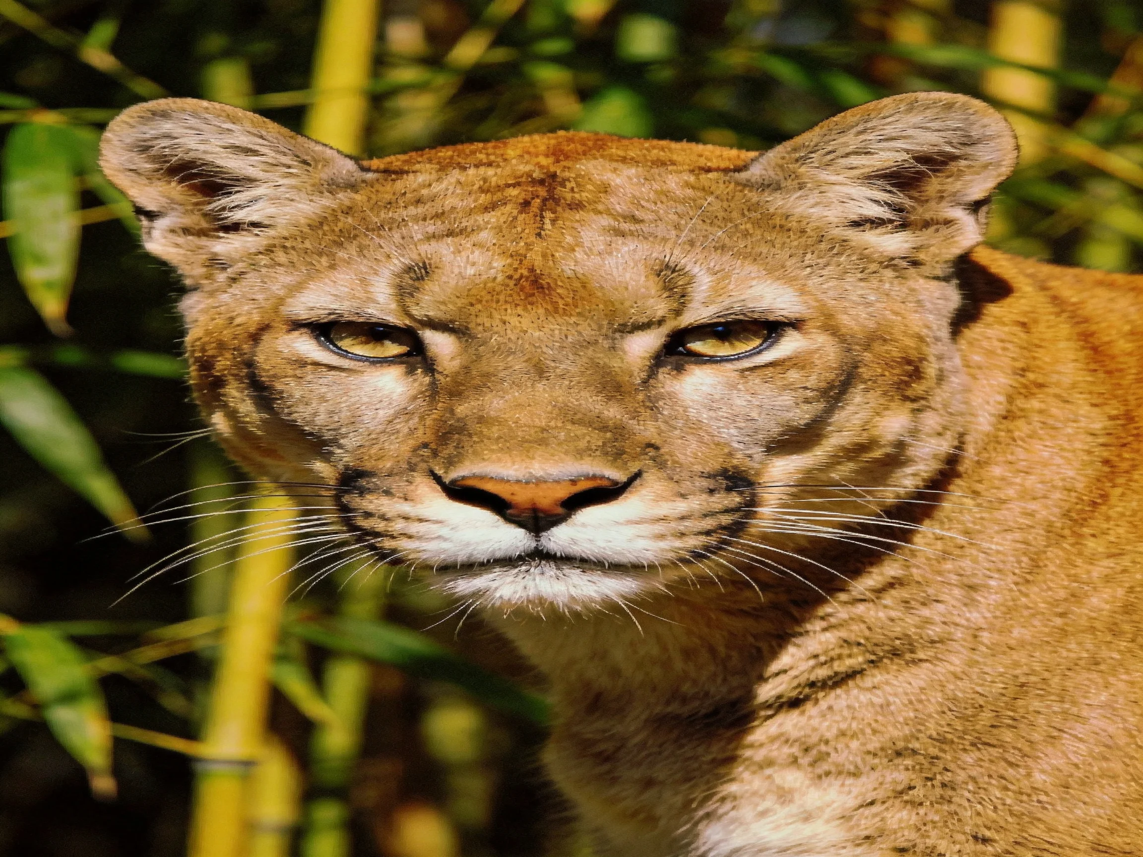 A tawny cougar intently gazes amid dense green foliage.