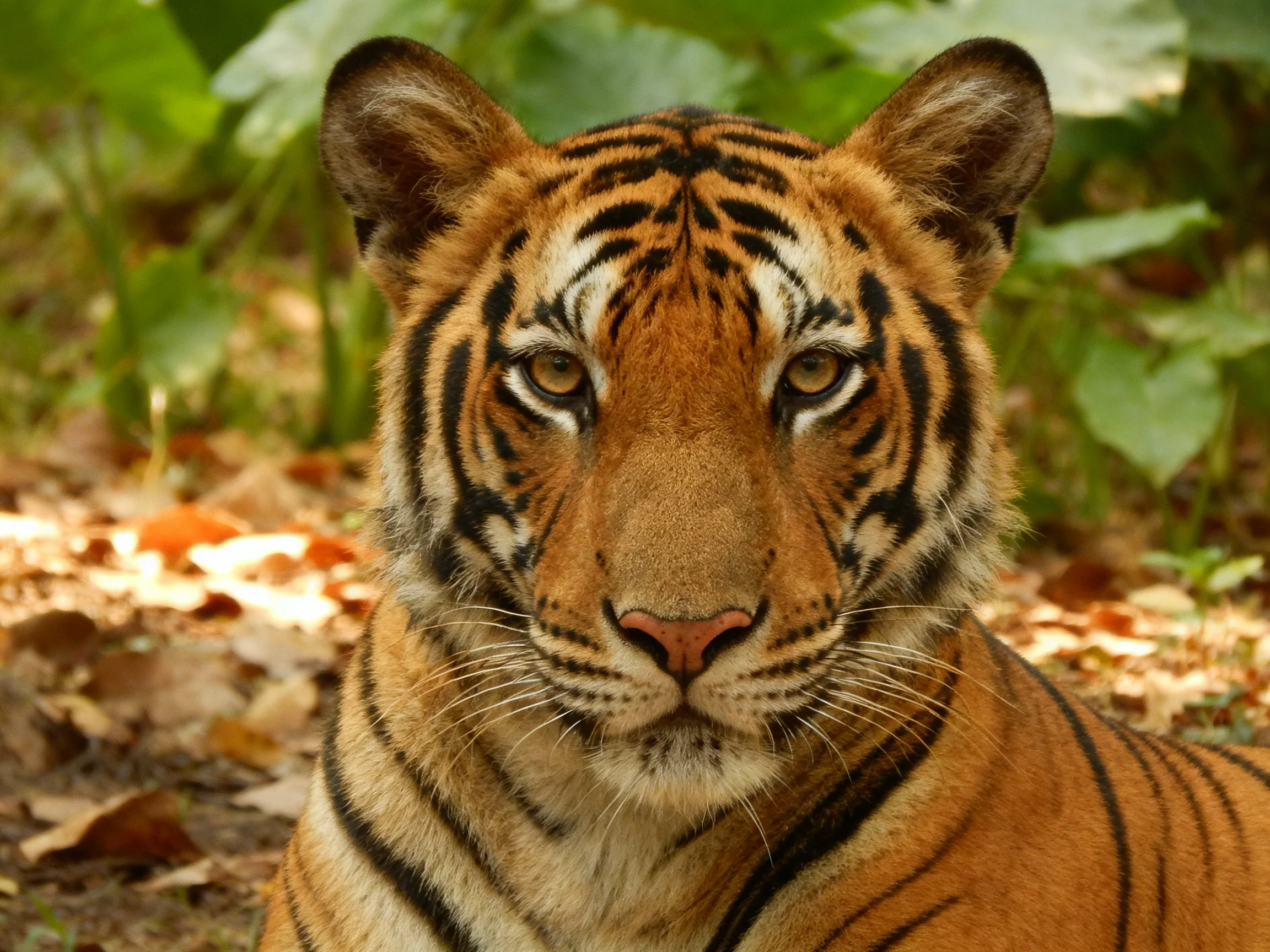 A vibrant orange tiger gazes directly at the viewer amid fallen leaves and greenery.