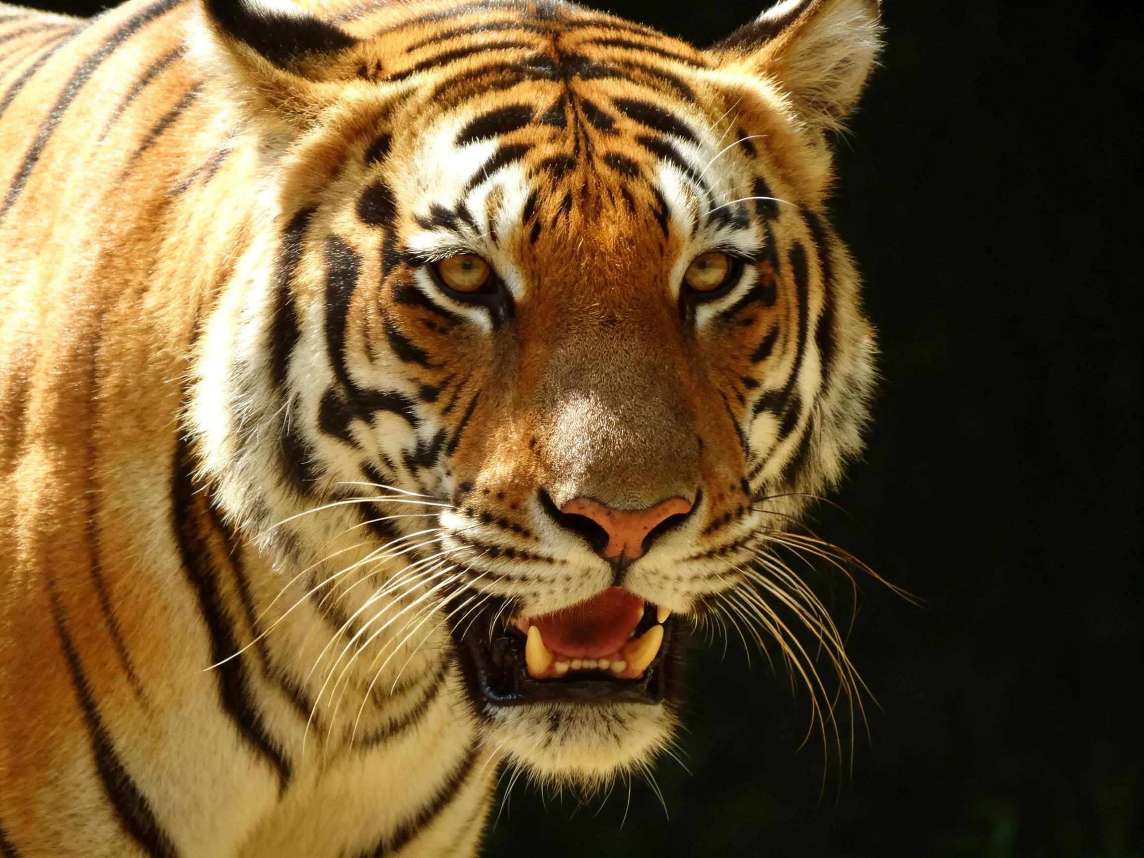 A close-up of an orange tiger with bold black stripes