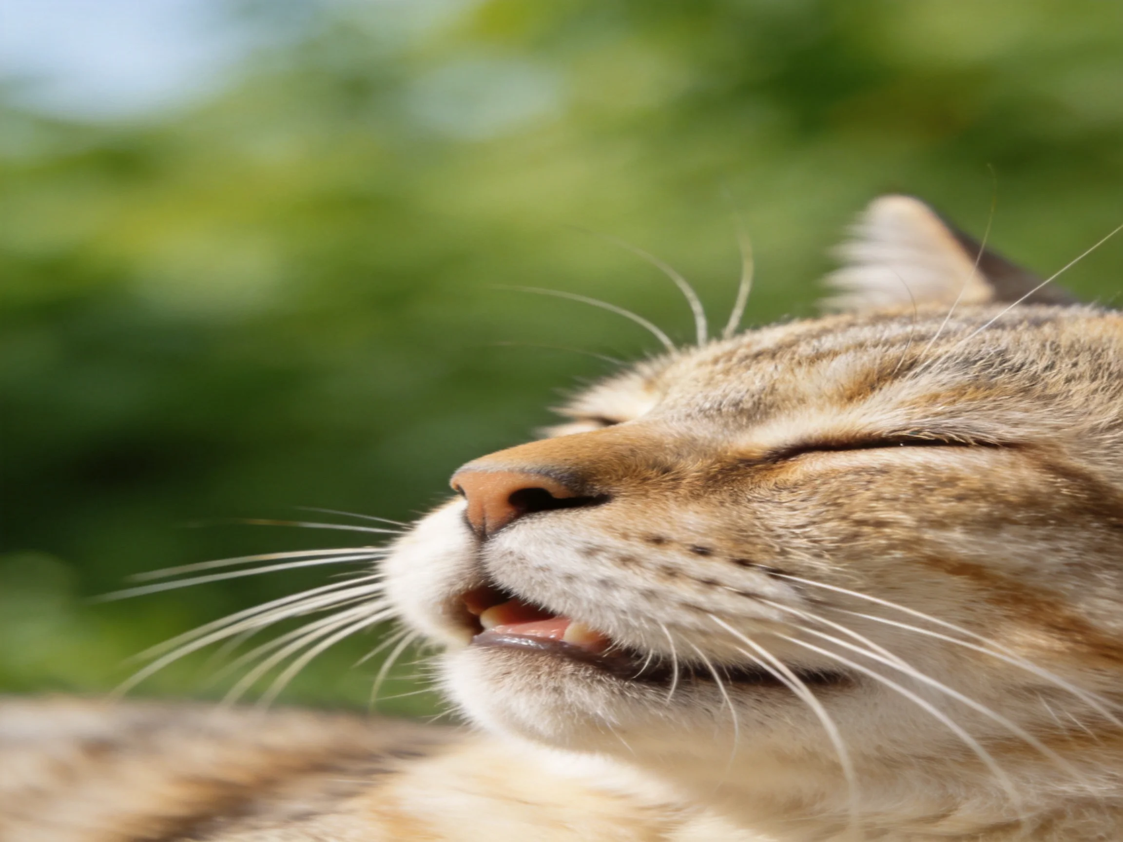 A content tabby cat relaxes with eyes shut in a sunlit outdoor space.