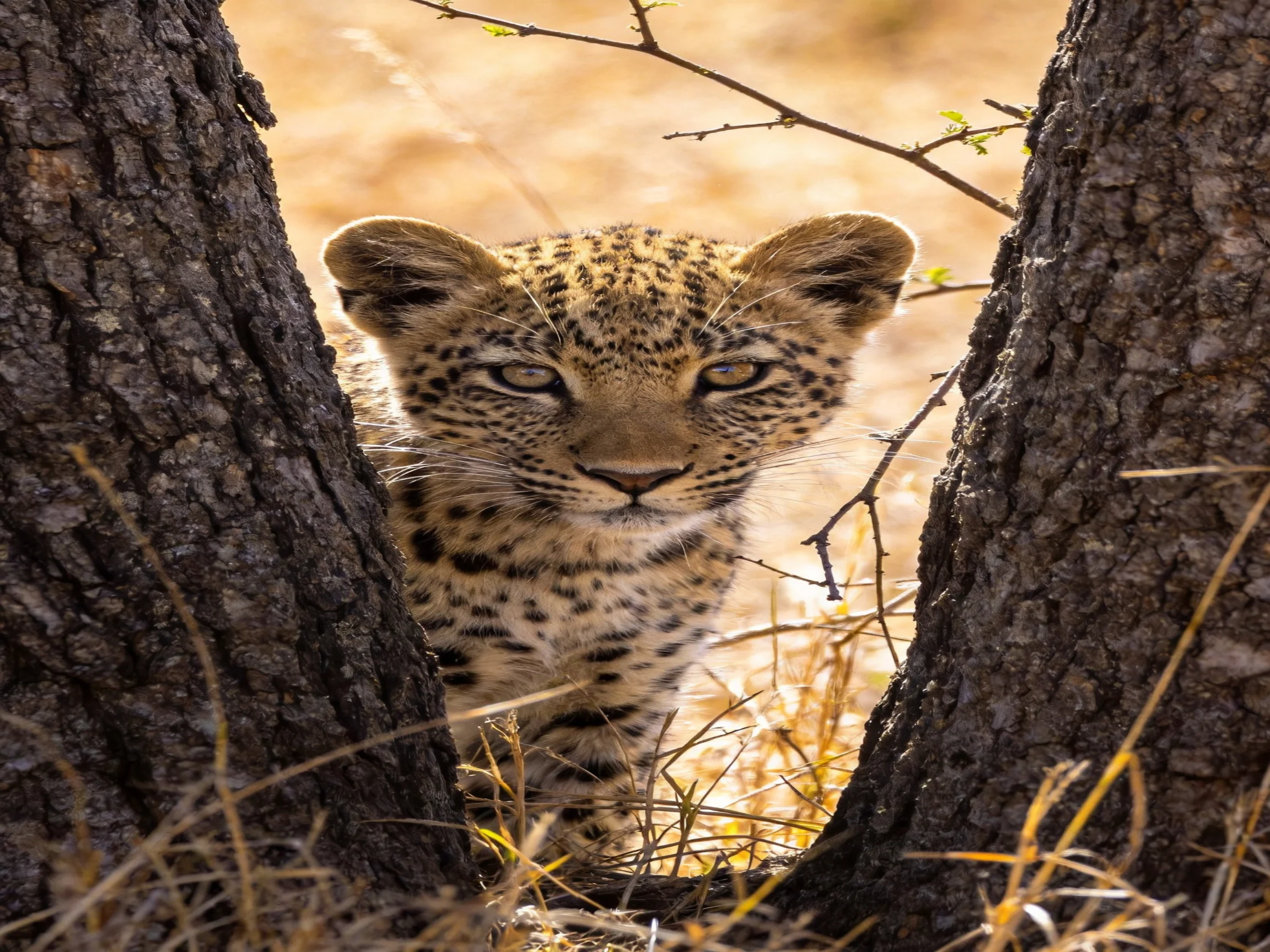 A young leopard cub peeks between two tree trunks in a sunlit natural setting.