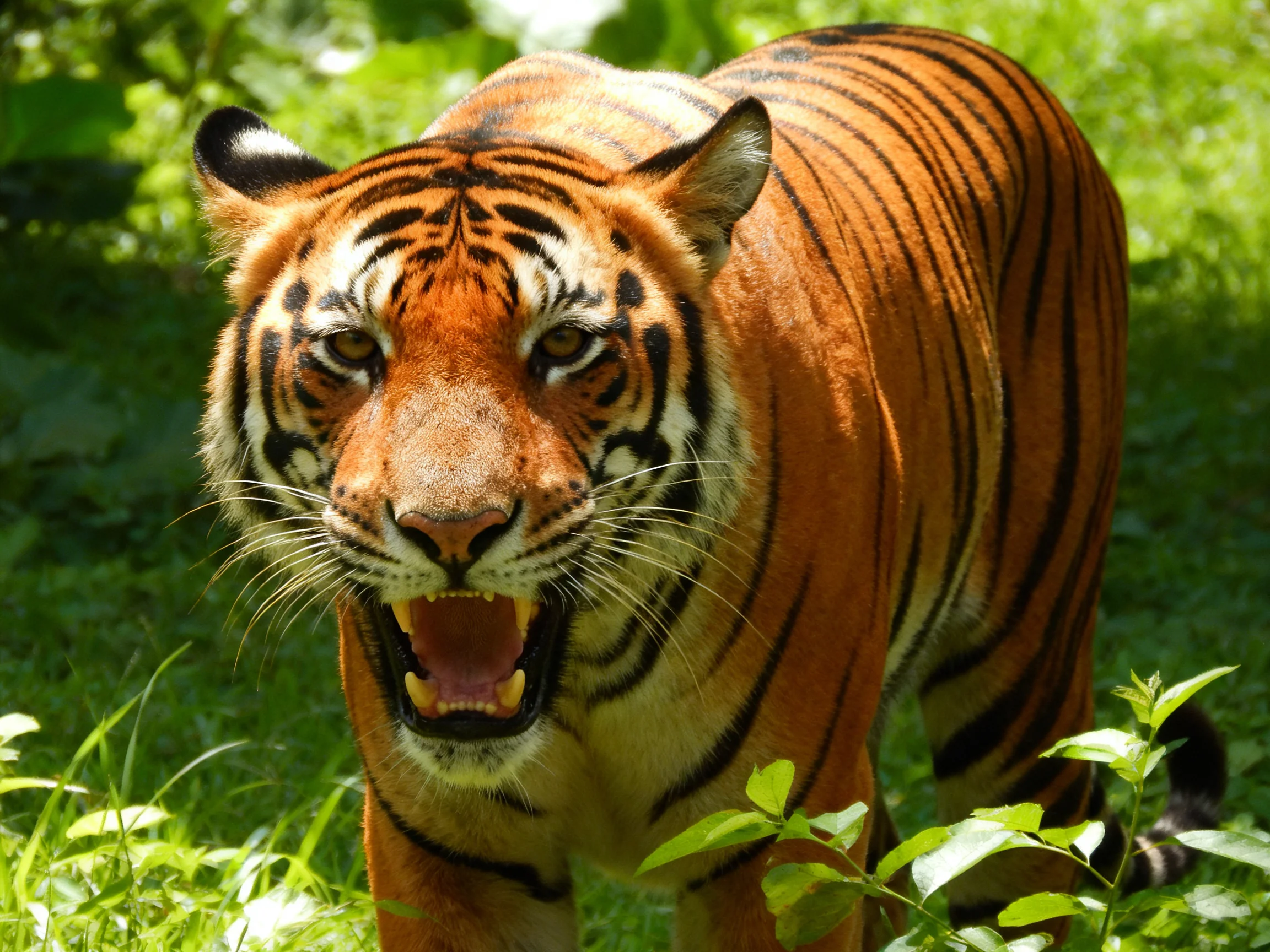 A fierce orange tiger with bold black stripes in lush greenery
