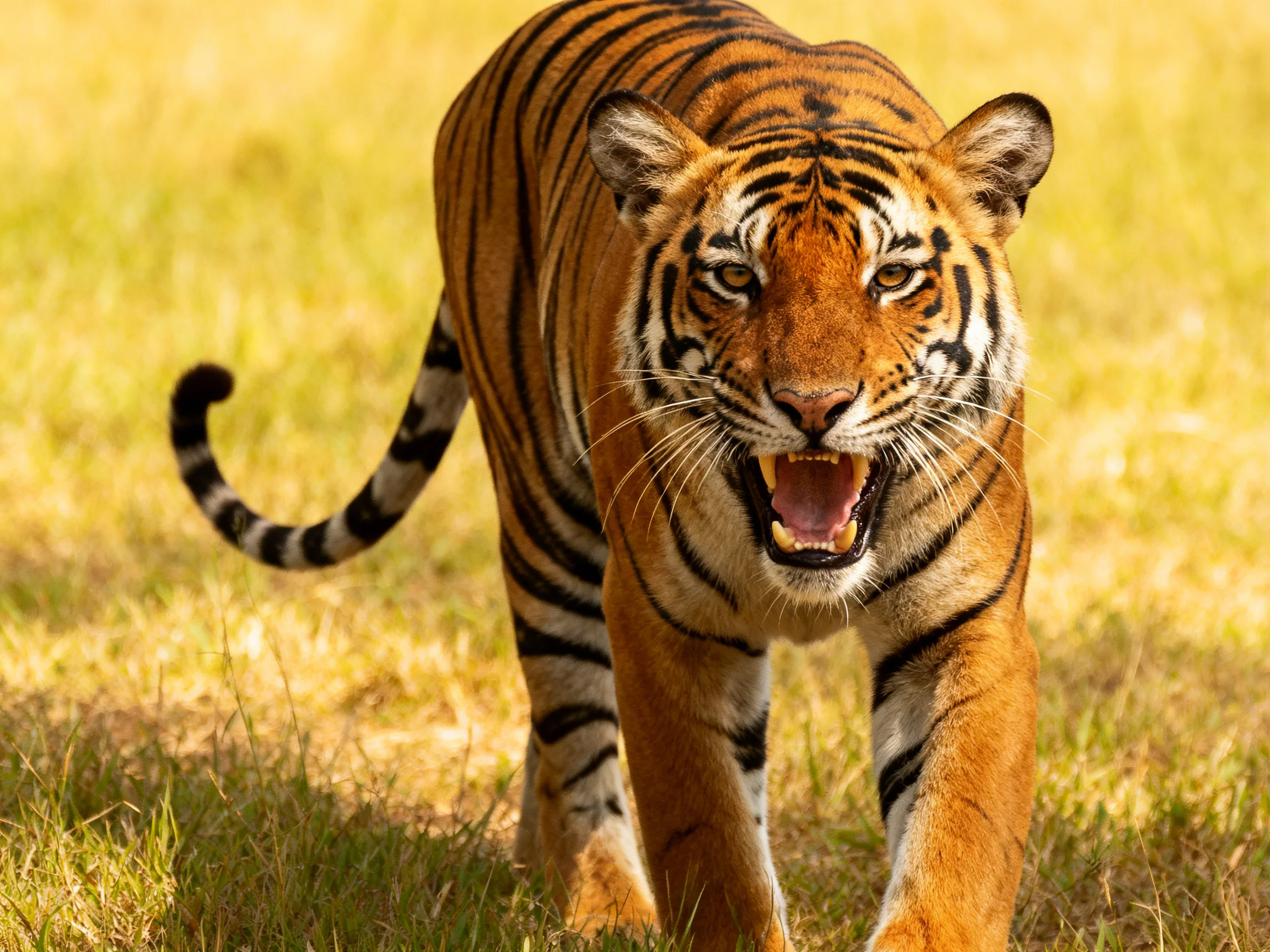 A fierce orange tiger with bold black stripes roams golden grasslands