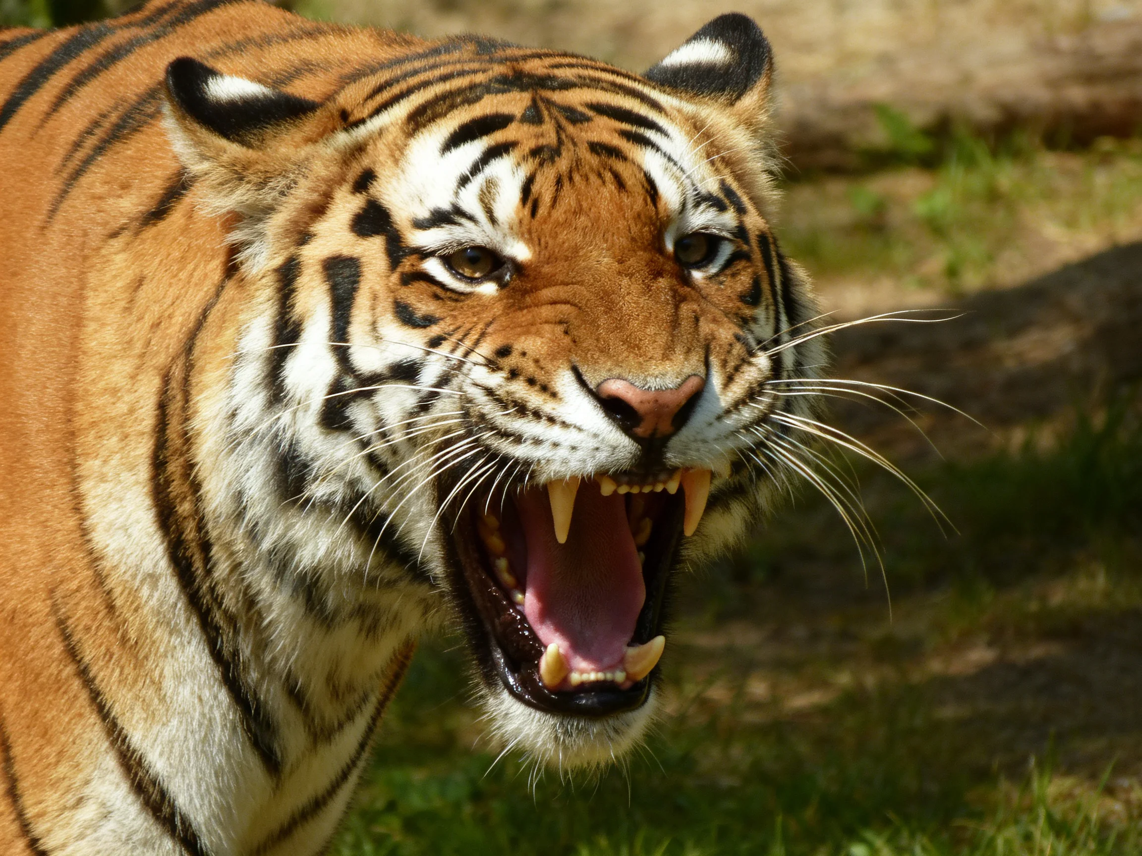 A tiger roars, displaying its striped pattern and sharp teeth.