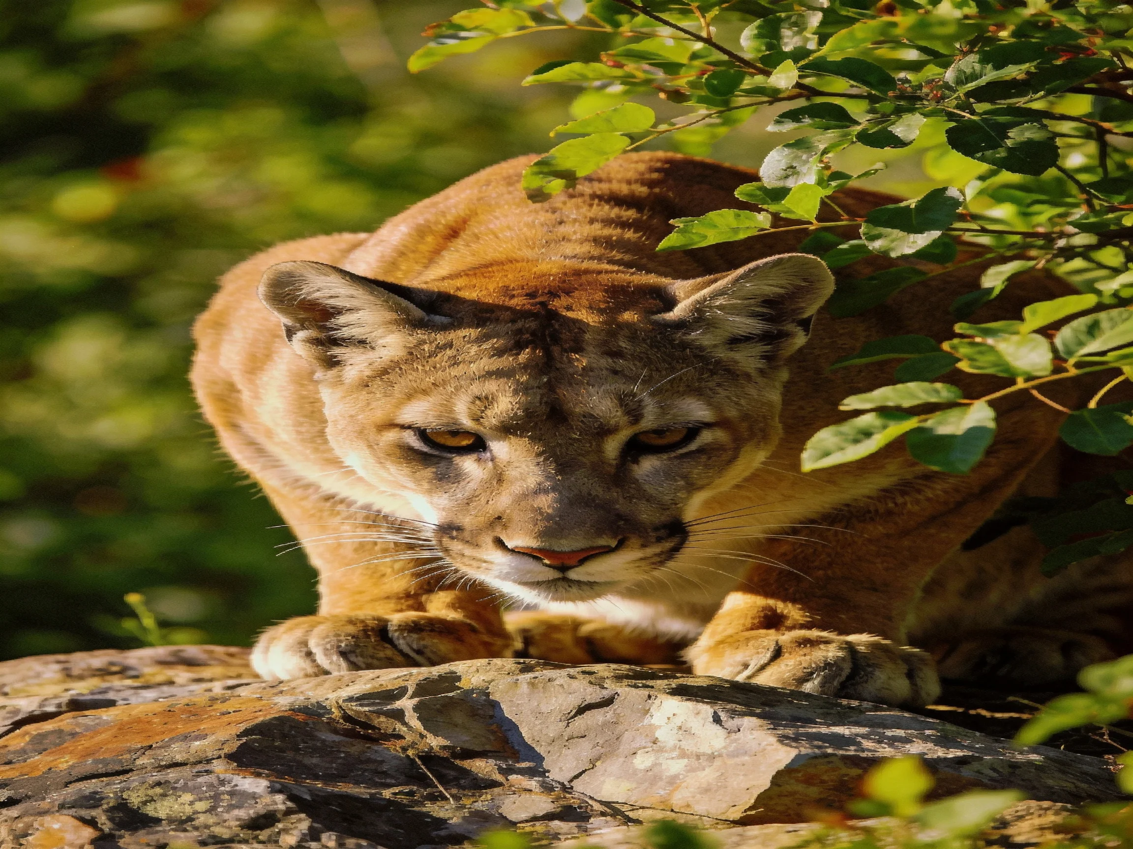 A cougar crouches on a rock surrounded by greenery in a sunlit area.