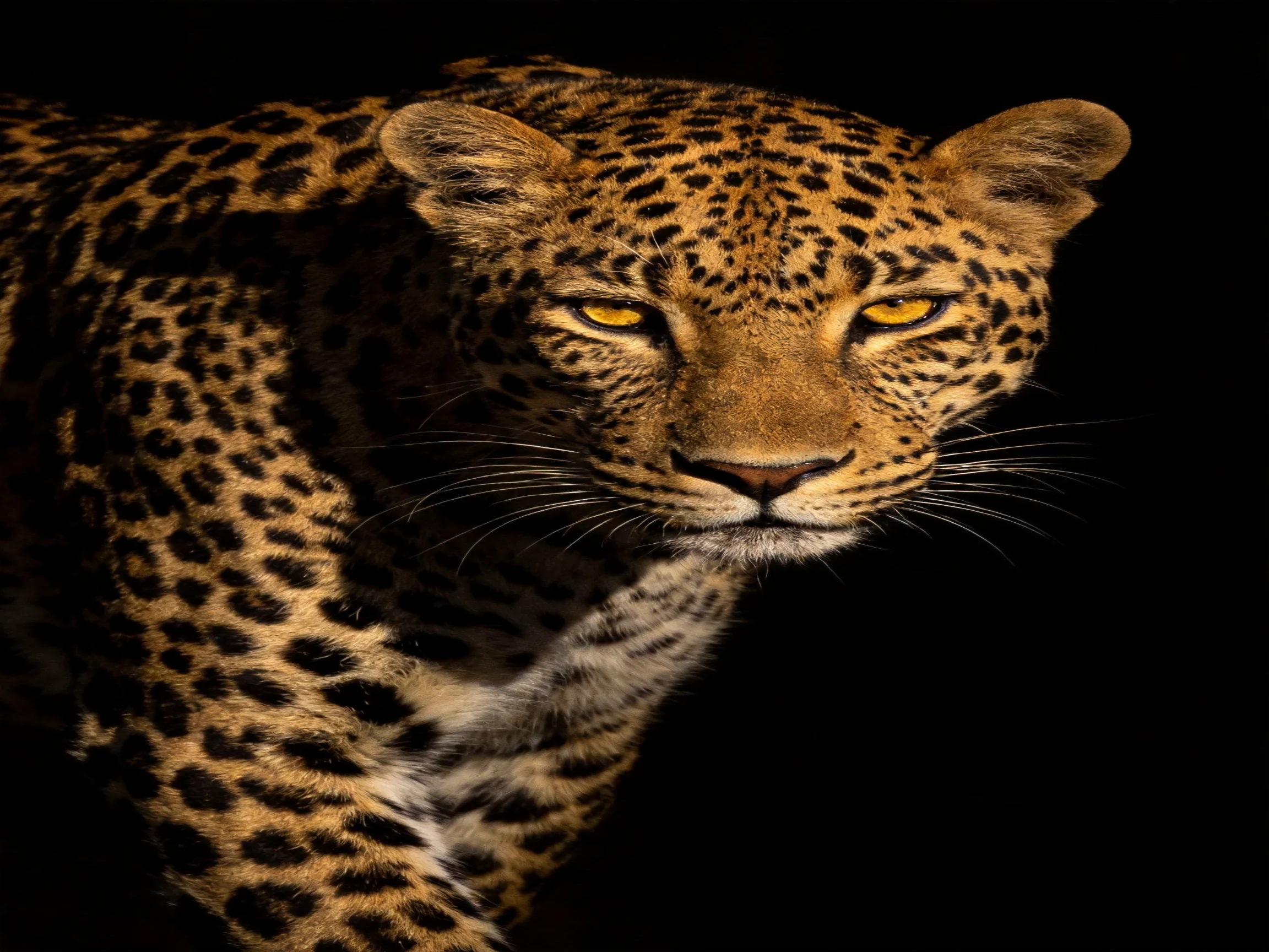 A focused leopard with golden-spotted coat stands out against a dark background.