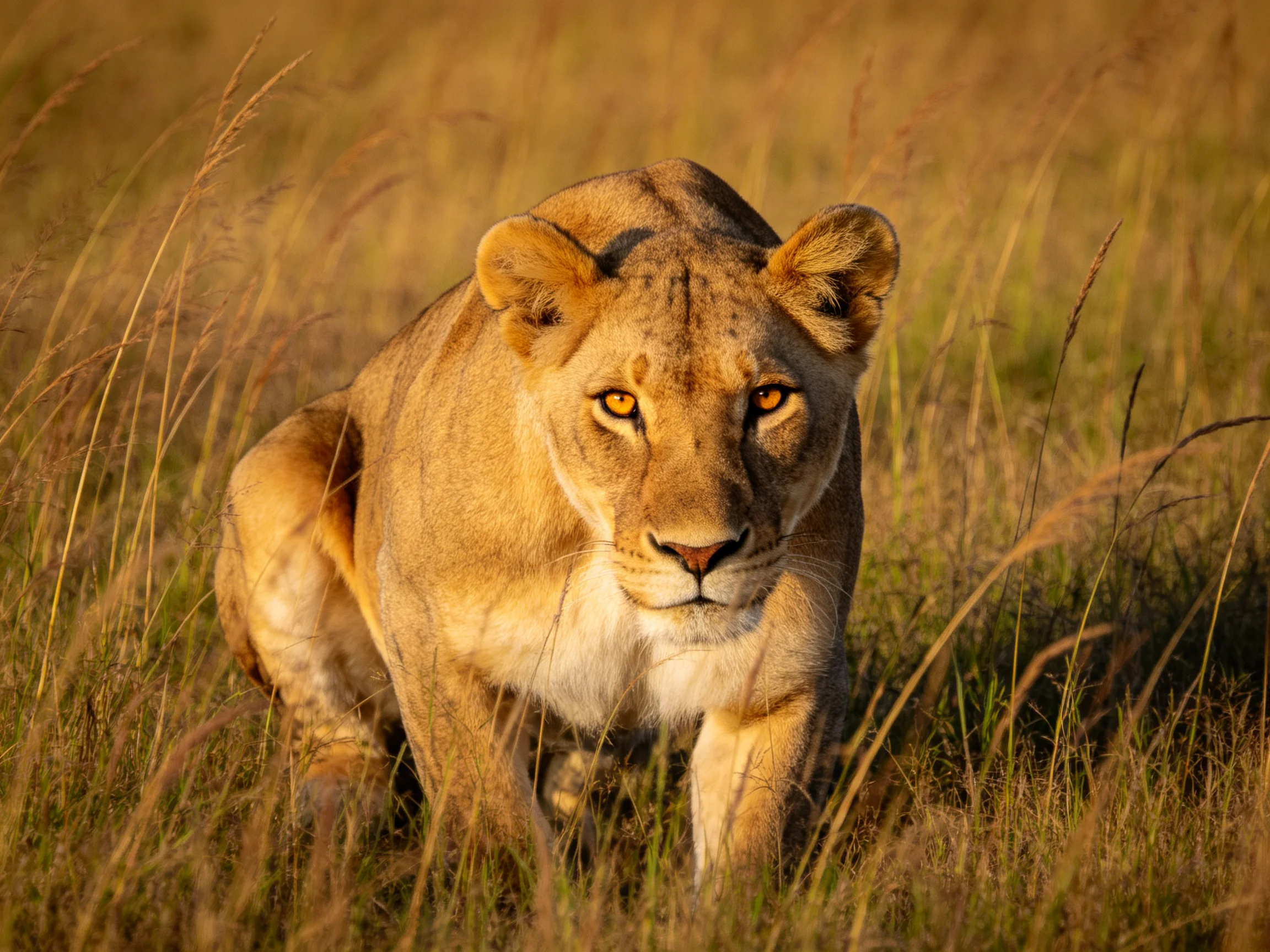 A focused lioness stalks through golden savannah grasses