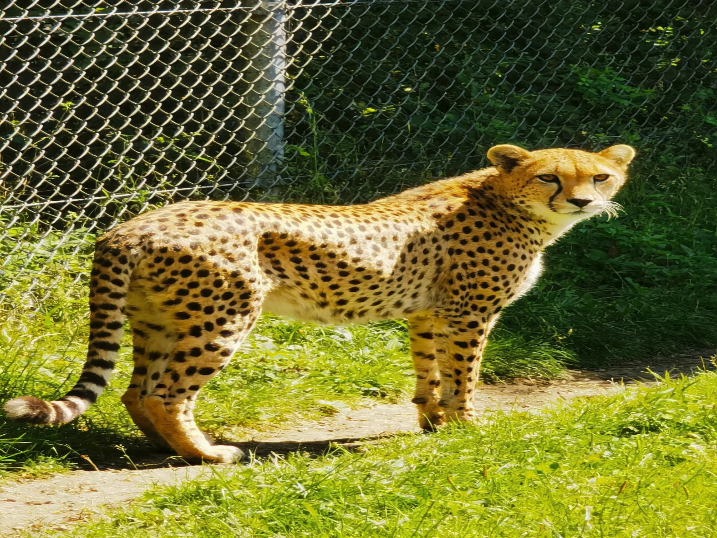 A golden - spotted cheetah stands near a chain - link fence in a grassy area.