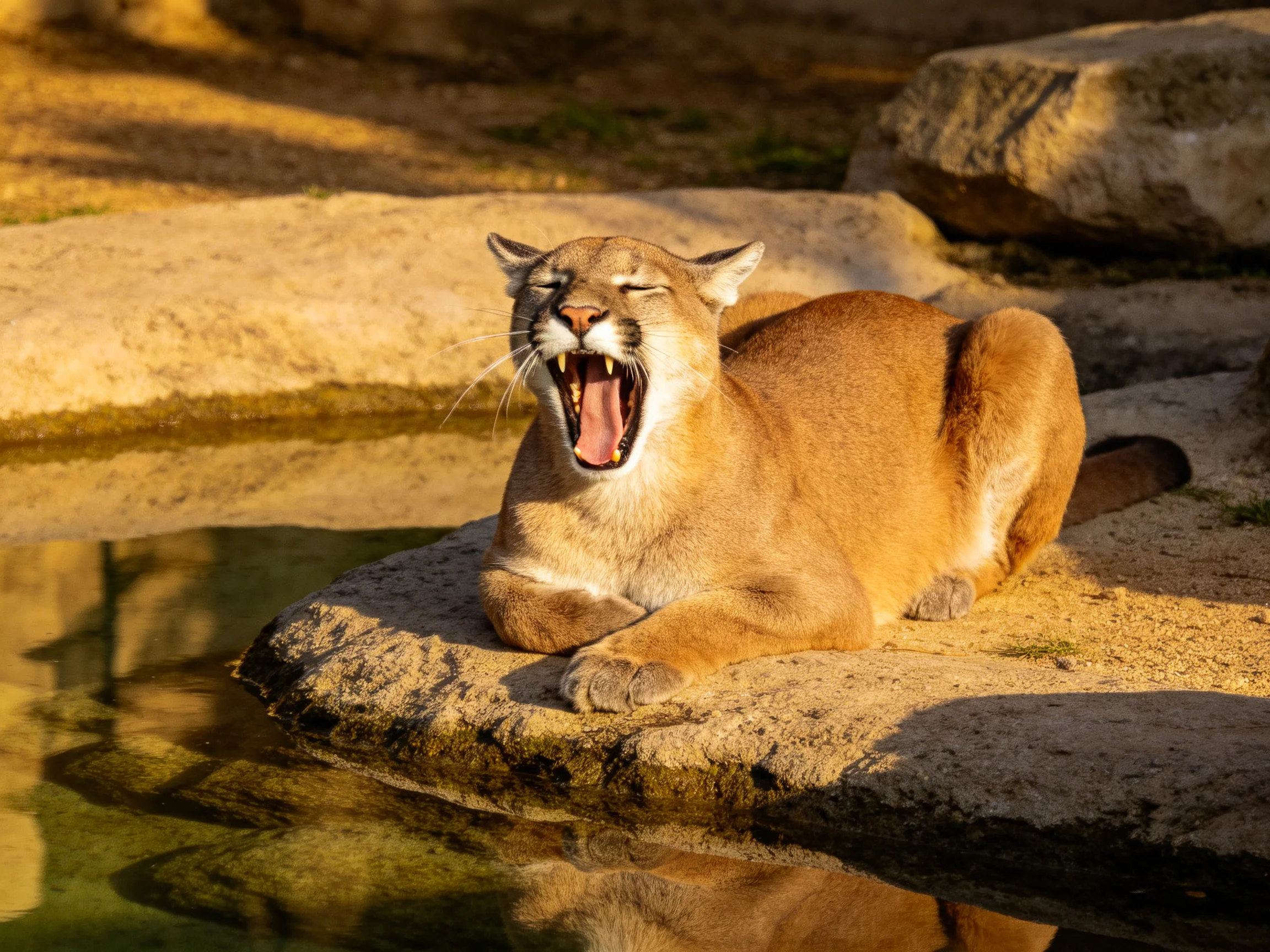 A golden cougar yawns on sunlit rocky terrain near water
