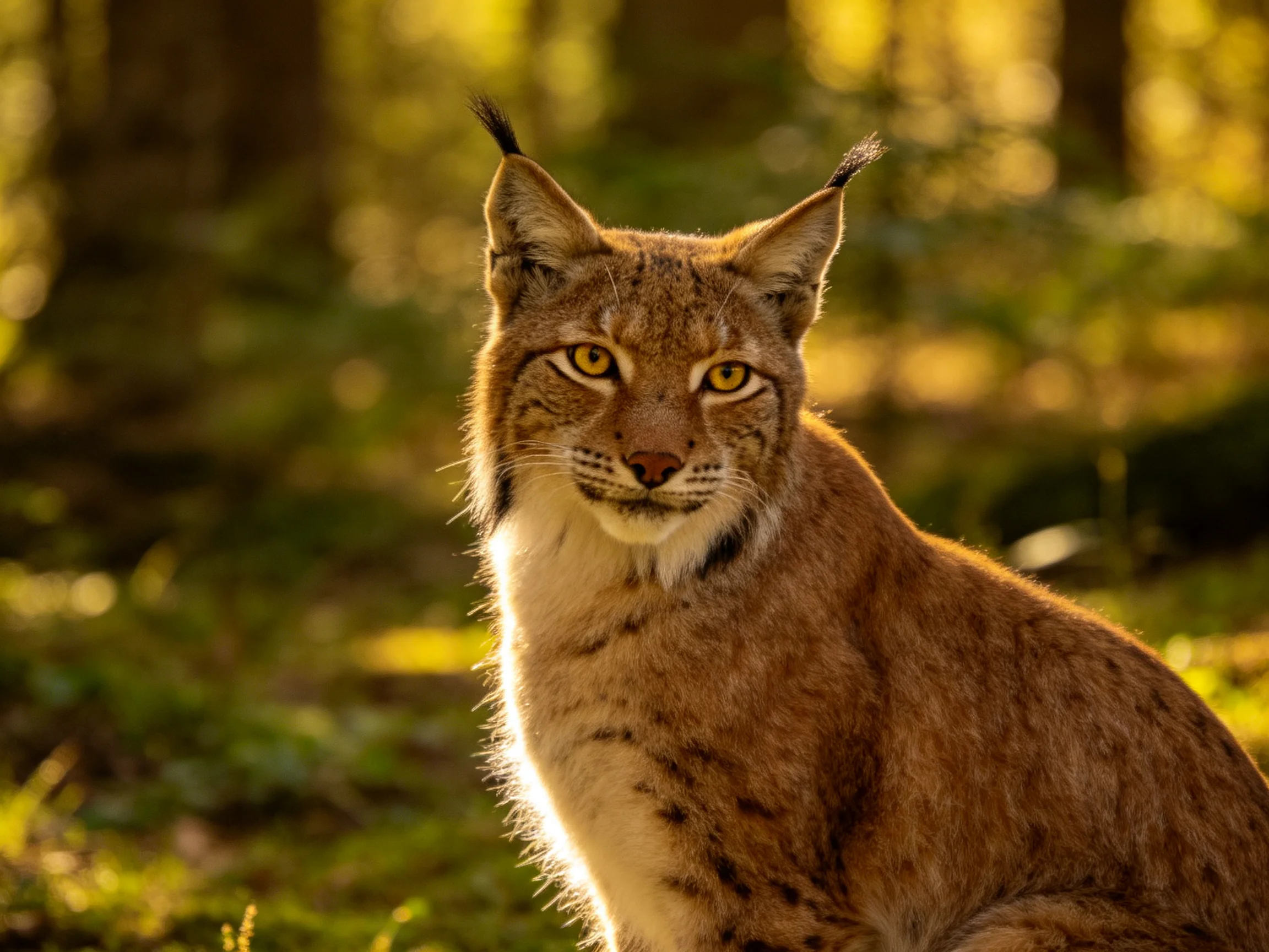 A lynx with amber eyes rests in a sunlit forest setting.