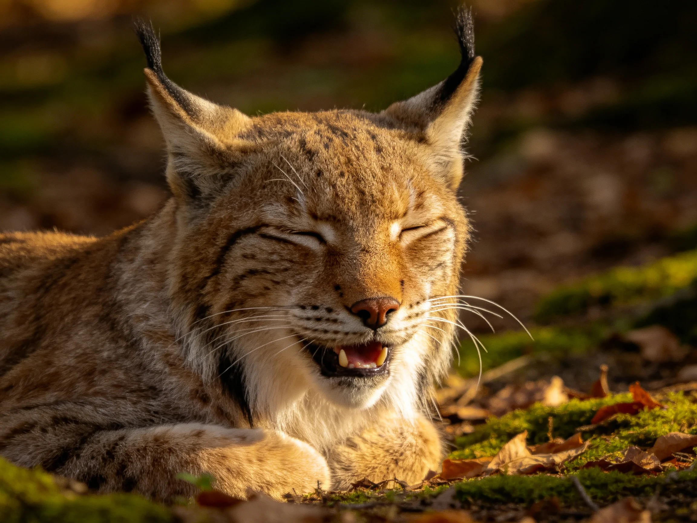 A golden-furred wildcat relaxes on moss and leaves in a sunlit natural setting.