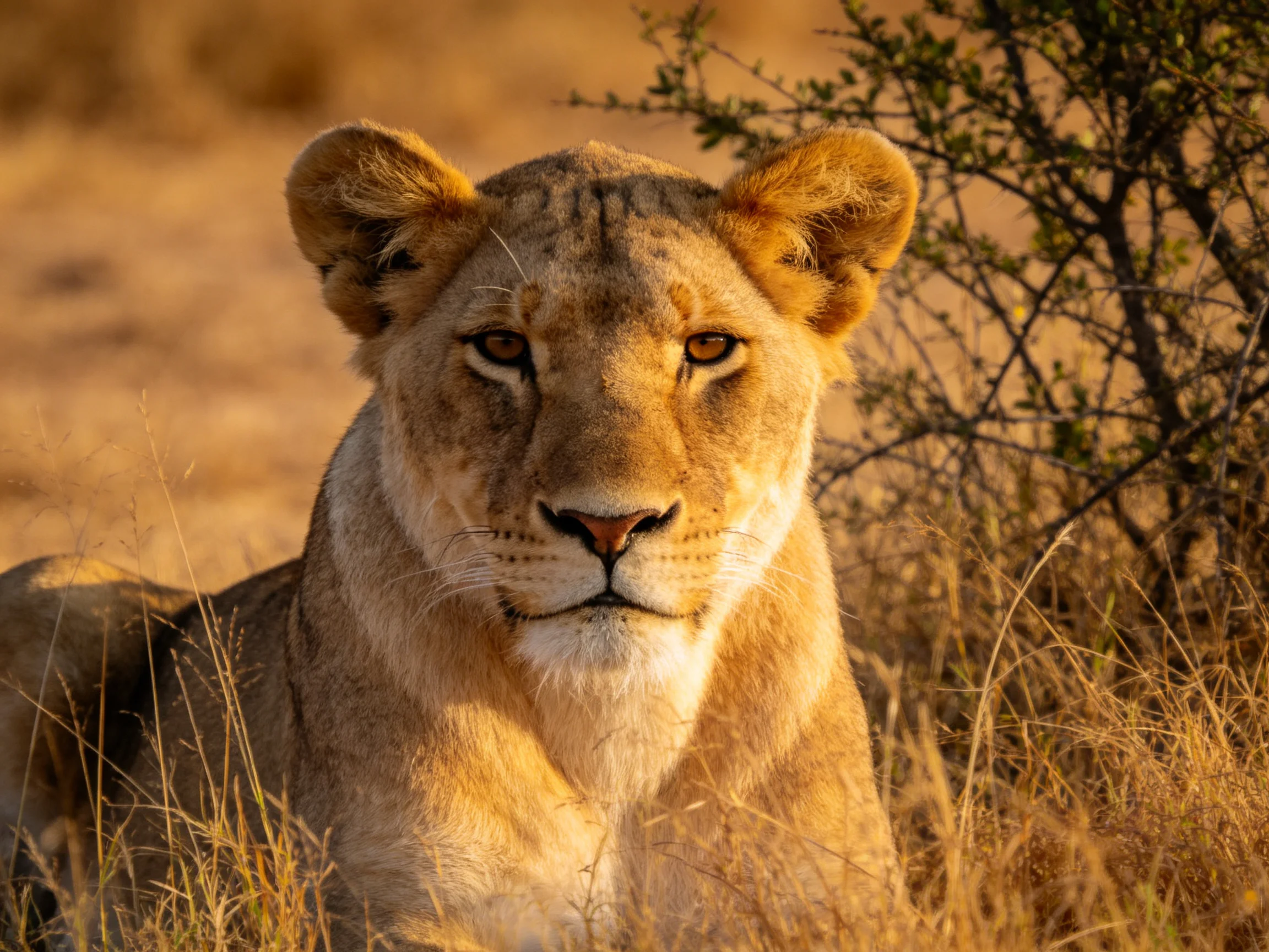 A golden-hued lioness rests amid tall, dry grasses in the savannah