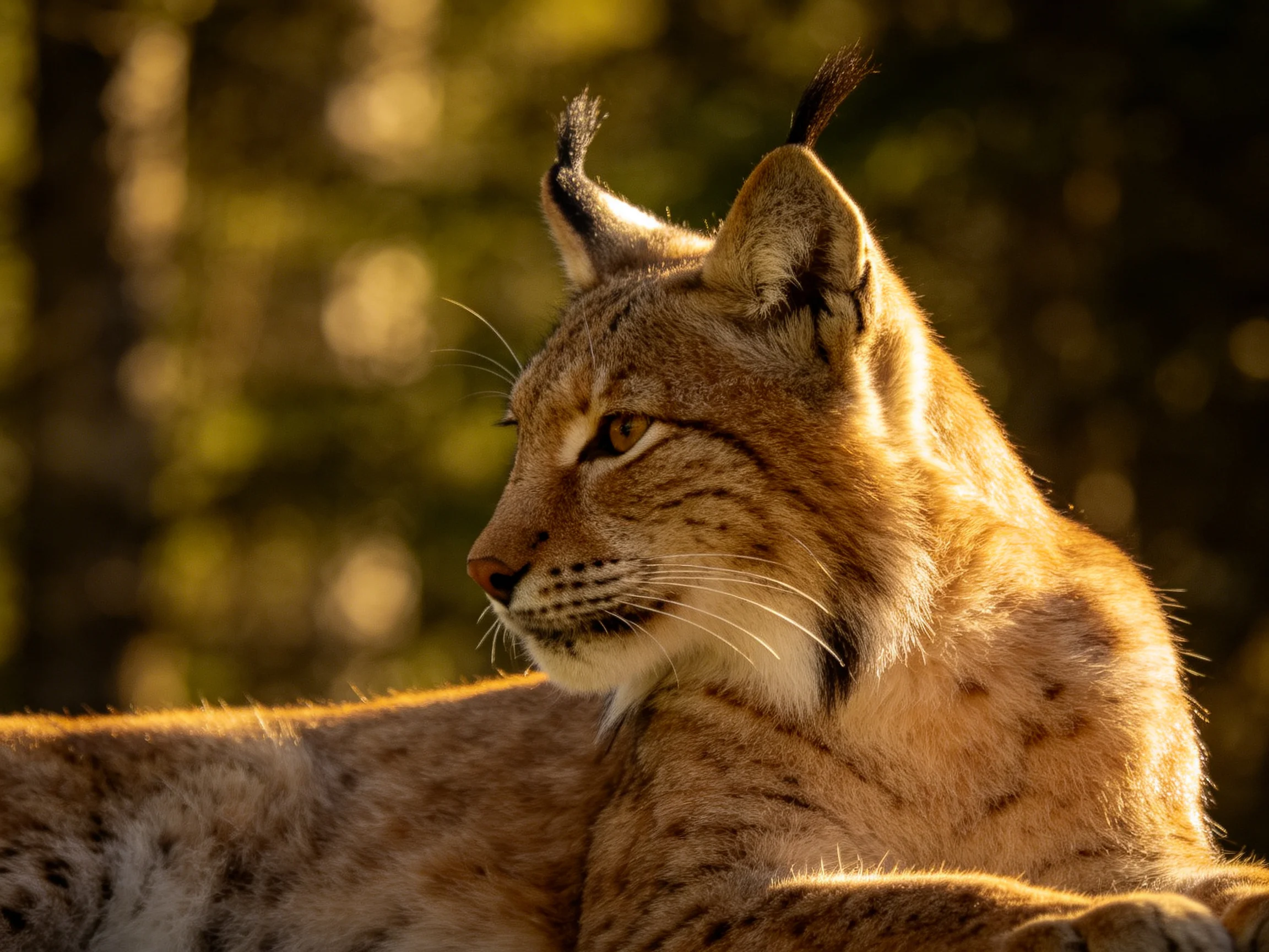 A golden-hued lynx rests calmly amid sunlit forest surroundings.