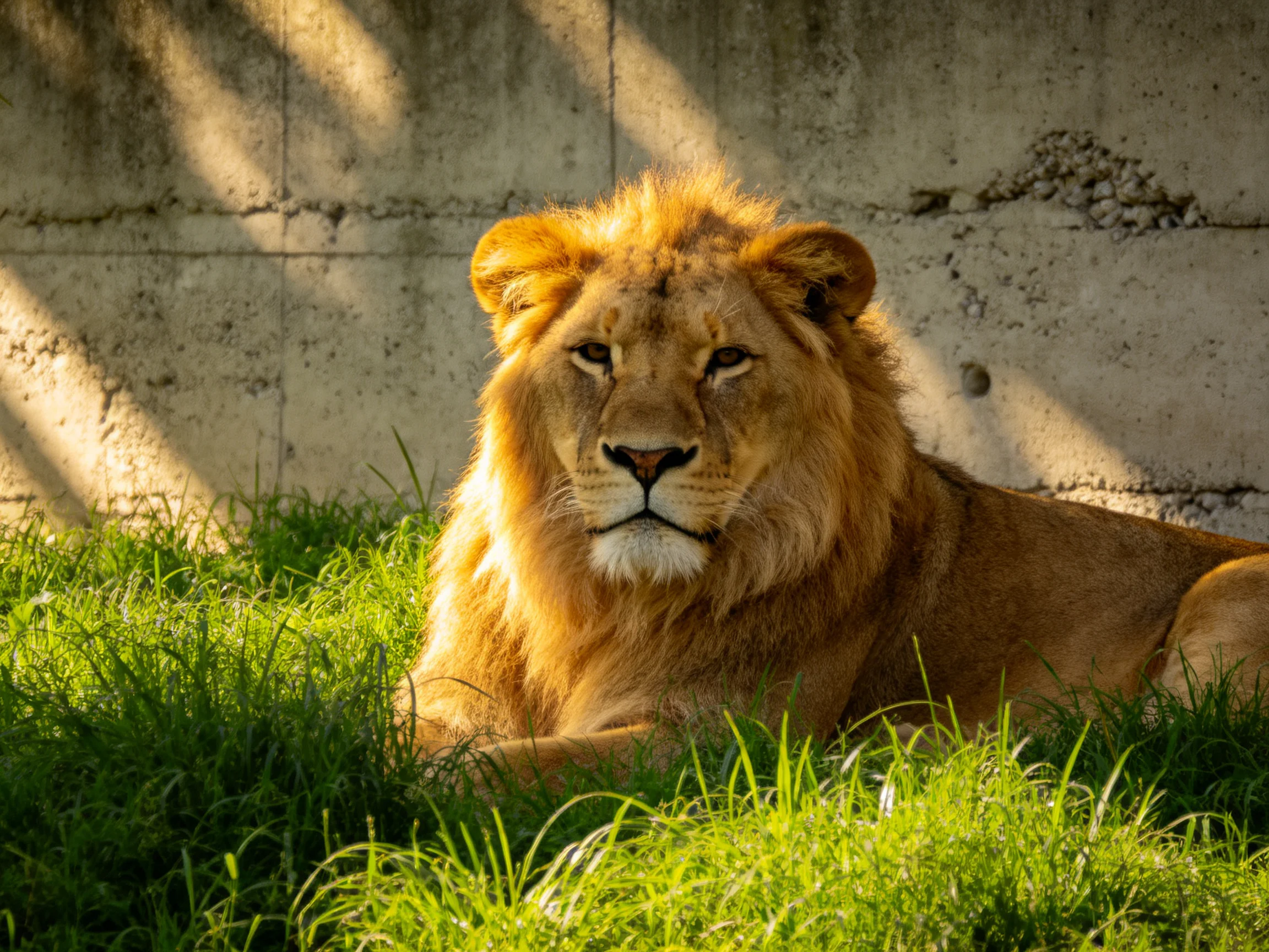 A golden lion relaxes in lush green grass adjacent to a weathered concrete wall.
