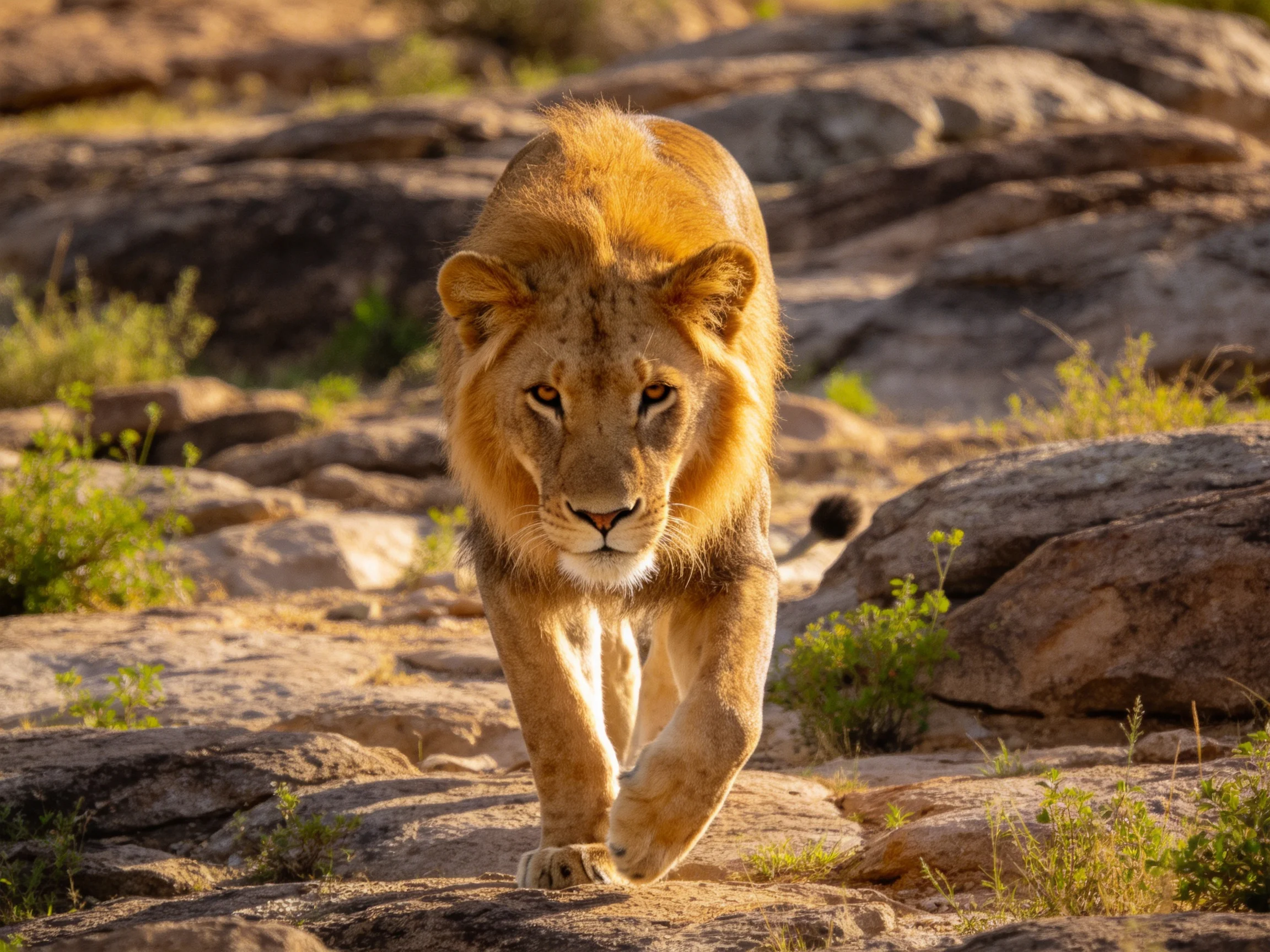 A golden lion moves forward on rocky ground surrounded by vegetation.